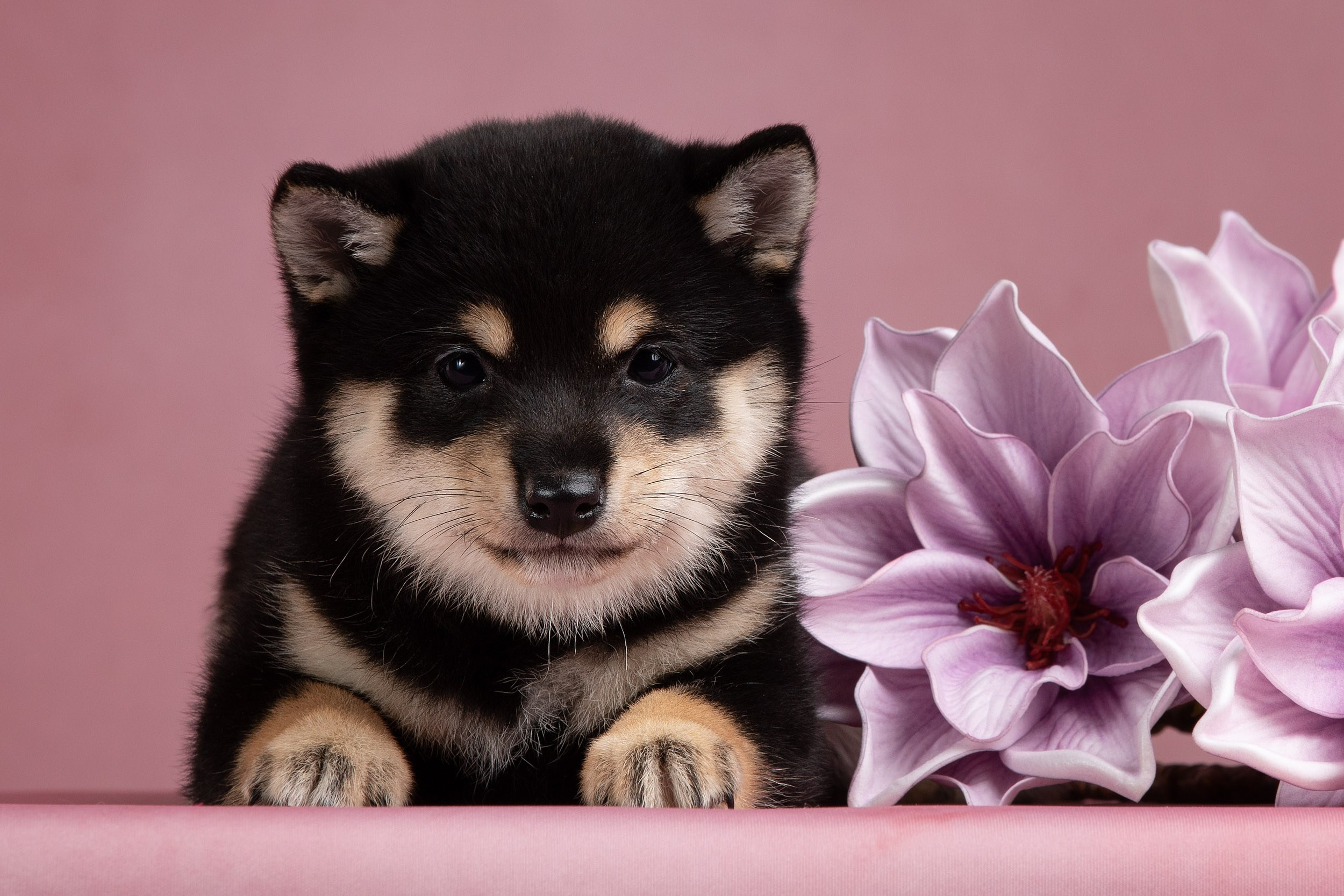 Гламурная фотосессия для щеночков. Фотограф-анималист в Москве и Московской области Татьяна Фролова