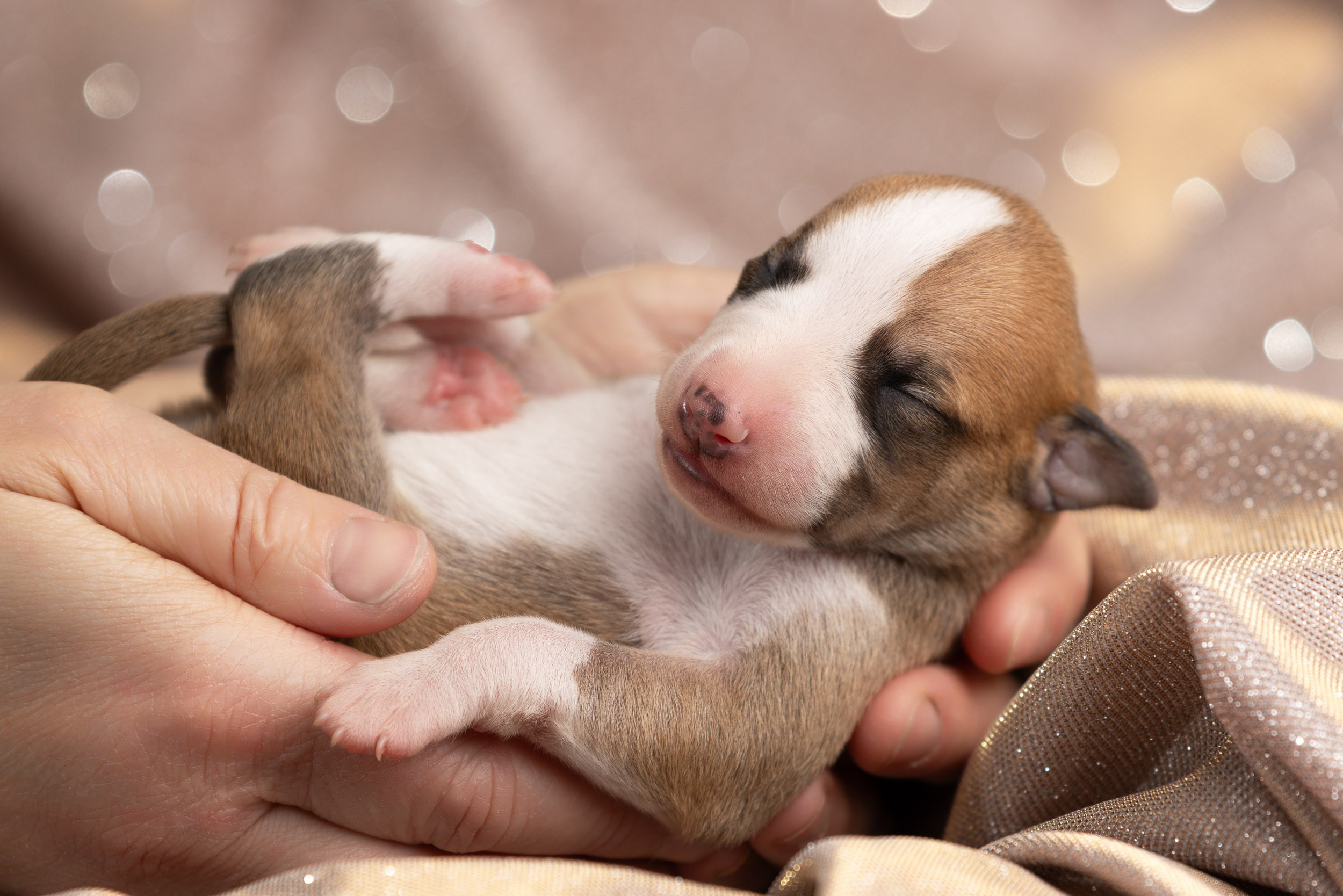 Ньюборн для щенков уиппета. Фотограф-анималист в Москве и Московской области Татьяна Фролова