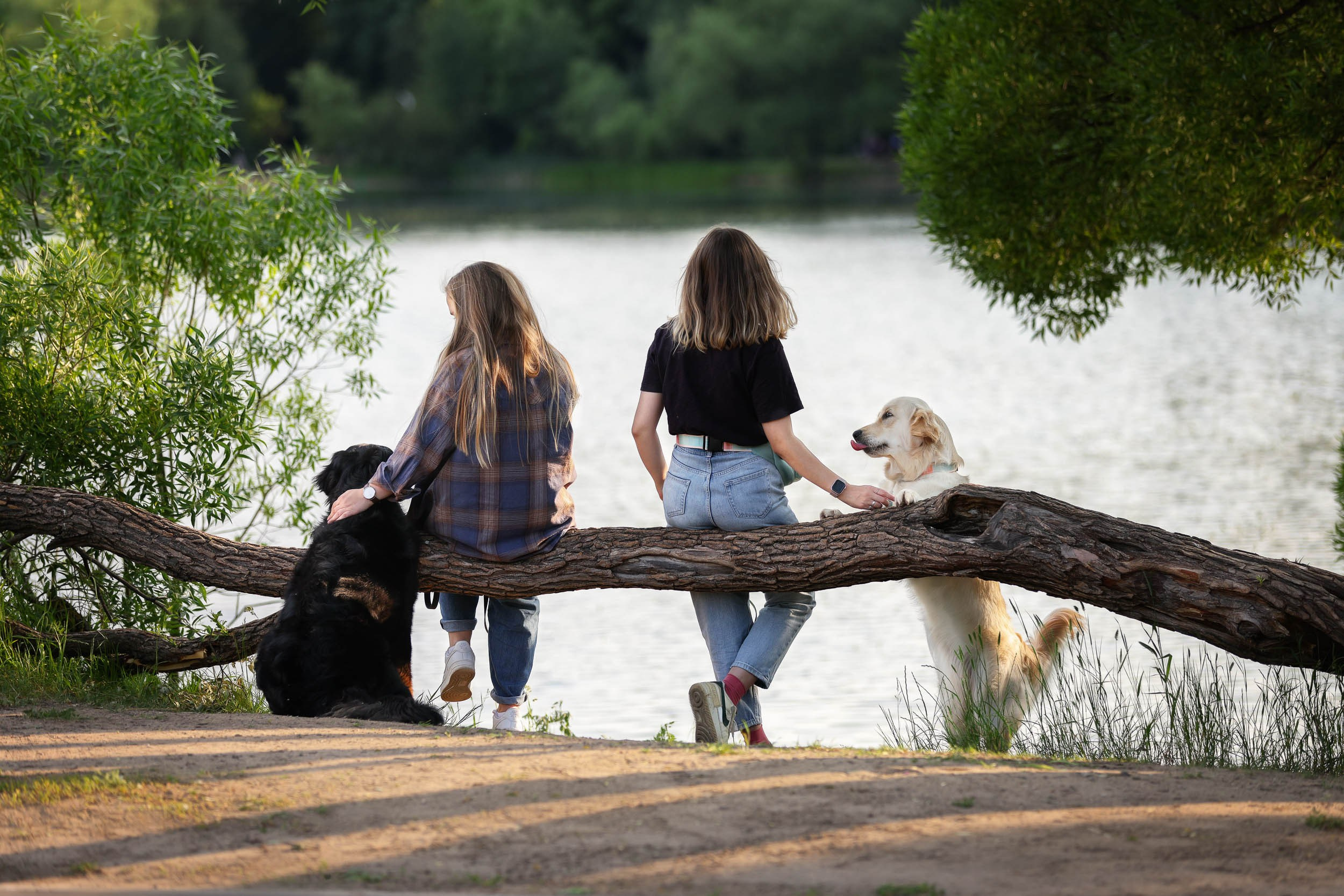 Фотопрогулка для четырех человек с собаками. Фотограф-анималист в Москве и Московской области Татьяна Фролова