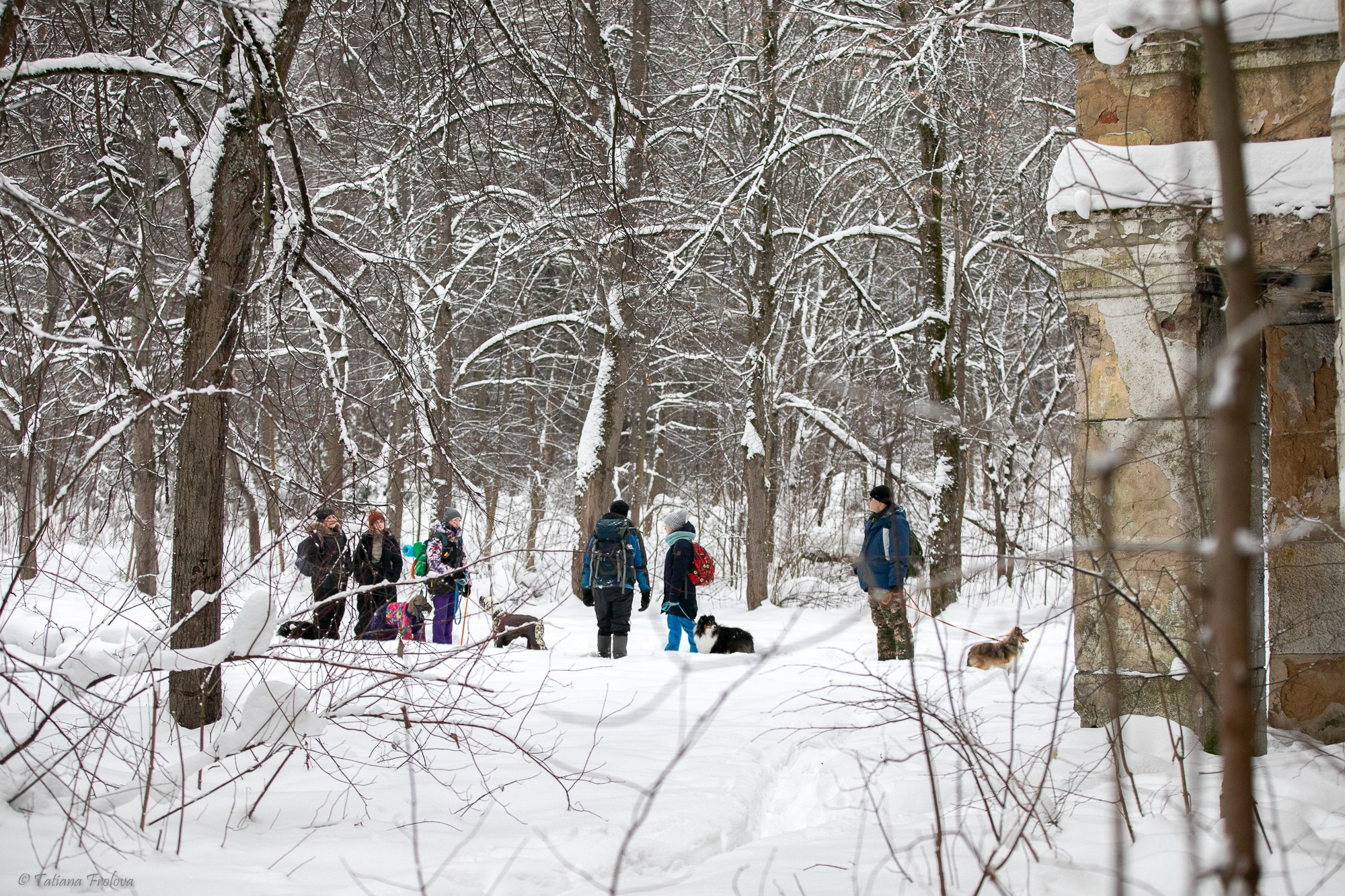Фотосъемка похода с собаками в Московской области. Фотограф-анималист в Москве и Московской области Татьяна Фролова