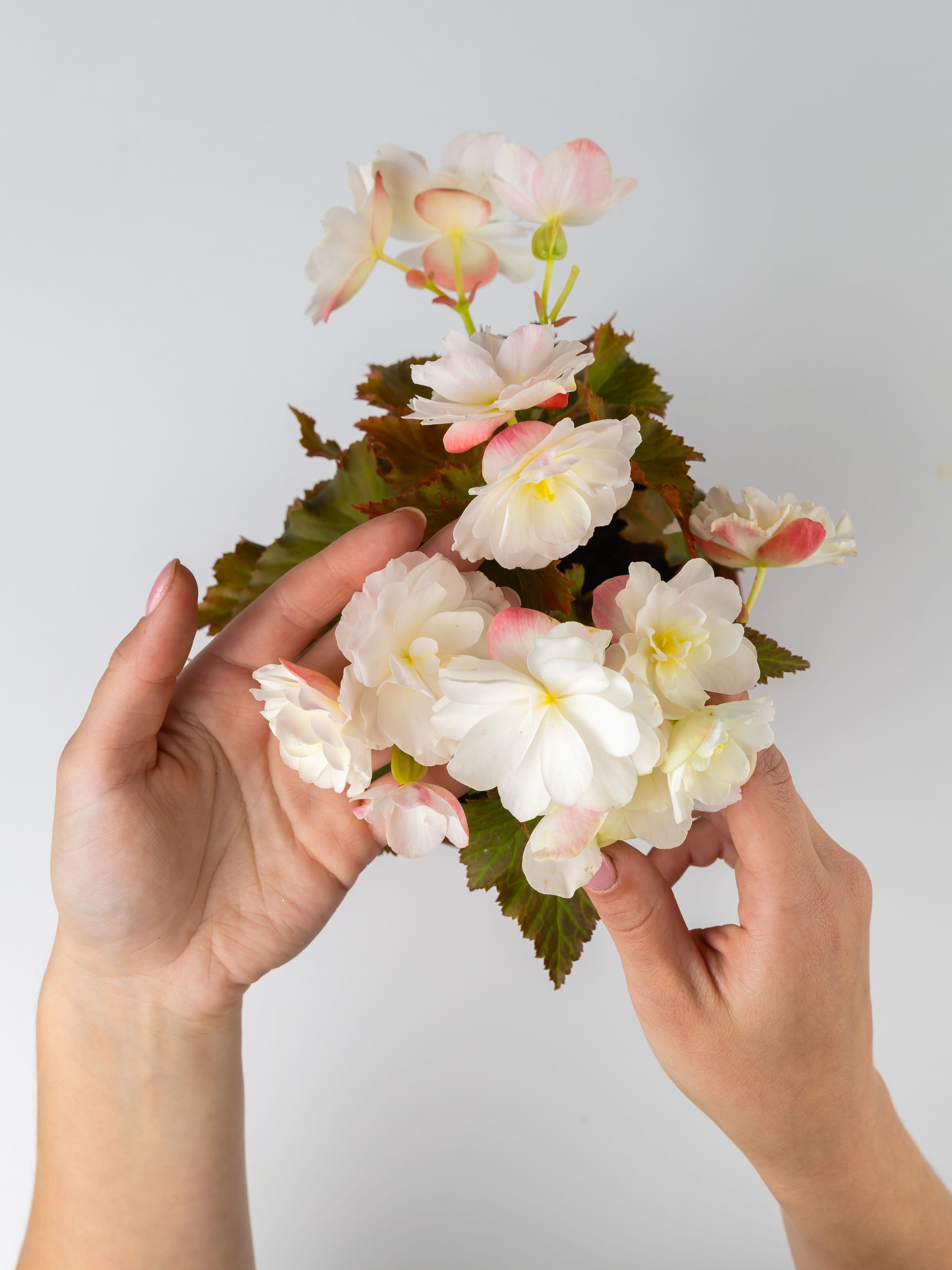 ЦВЕТЫ. ФОТОГРАФ ВИНОГРАДОВА ДАРЬЯ