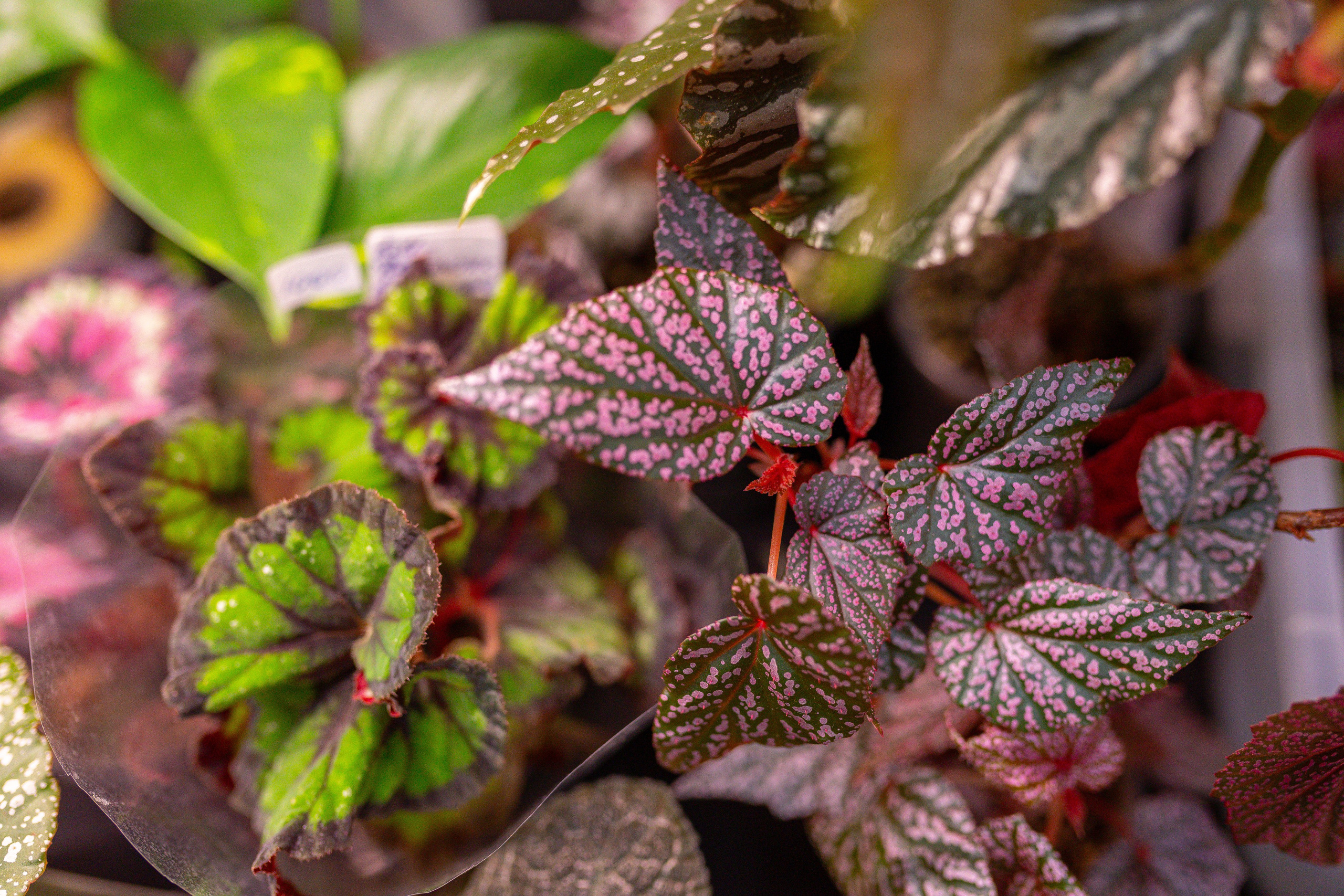 Монстериум 11–12 октября. Александра Куликова фотограф, Москва