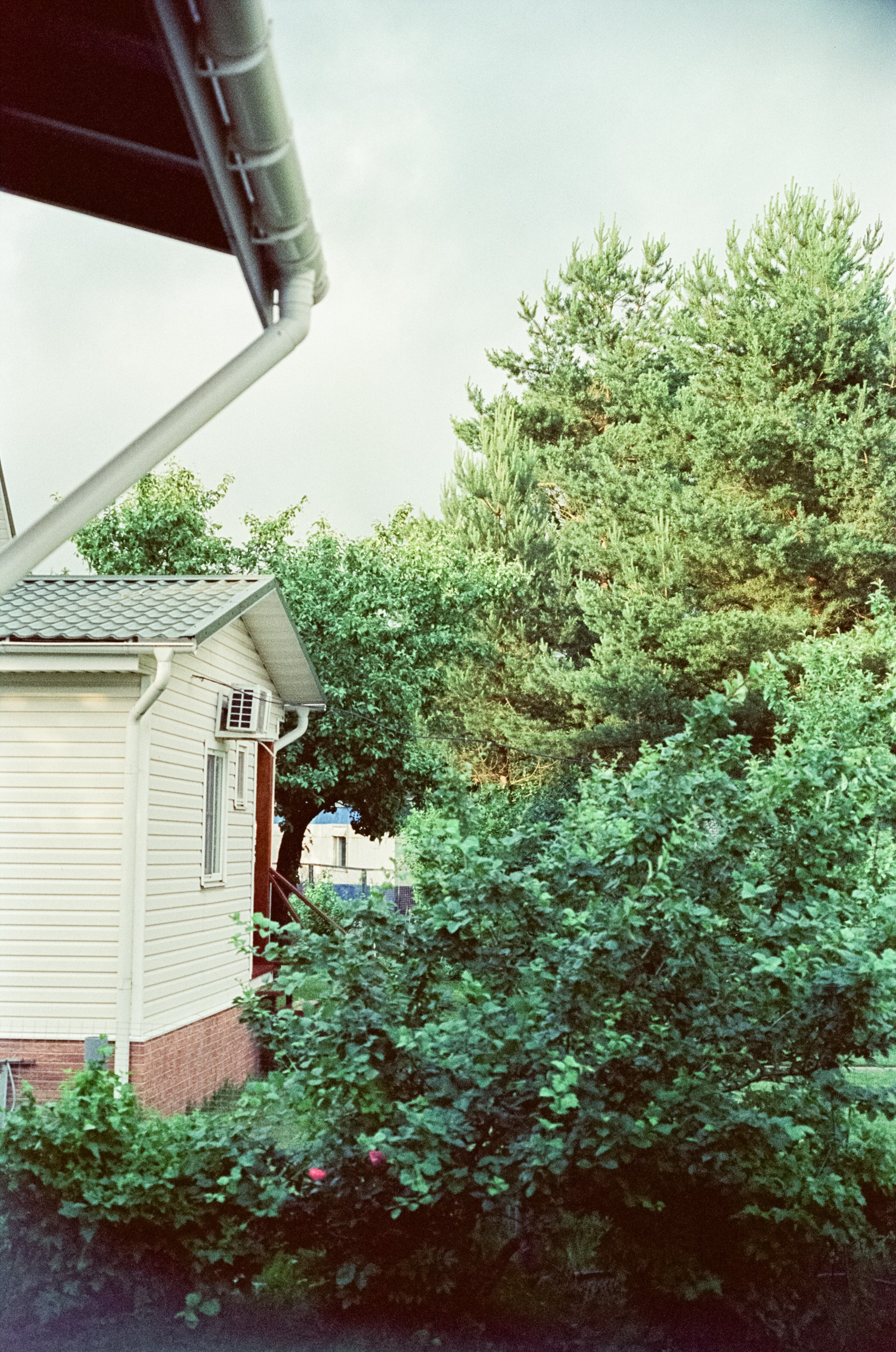 Micro-Nikkor-P.C Auto 55 mm f3.5 примеры фотографий