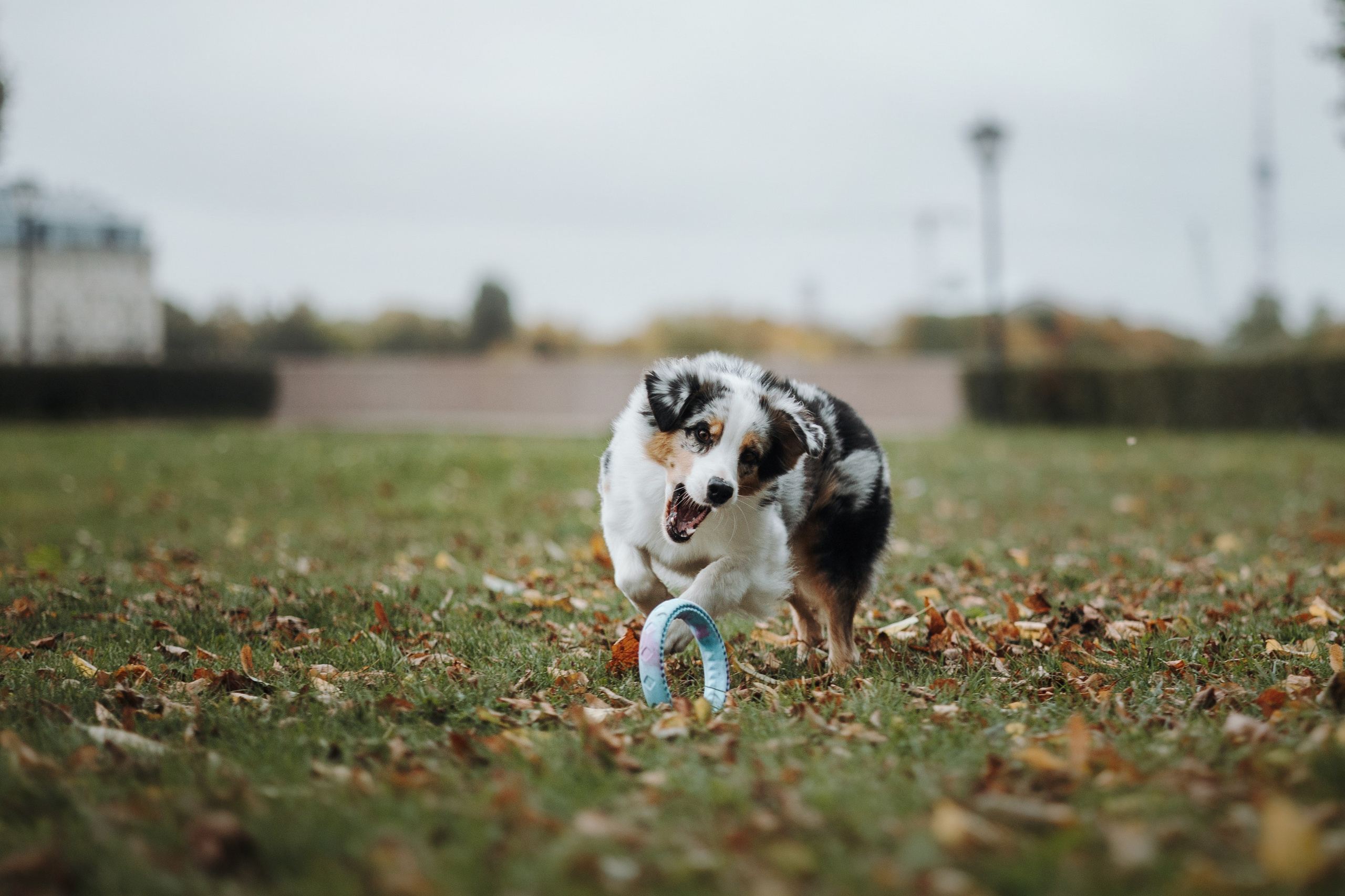 Ирина и Кайса. Фотограф — Анималист | Санкт-Петербург