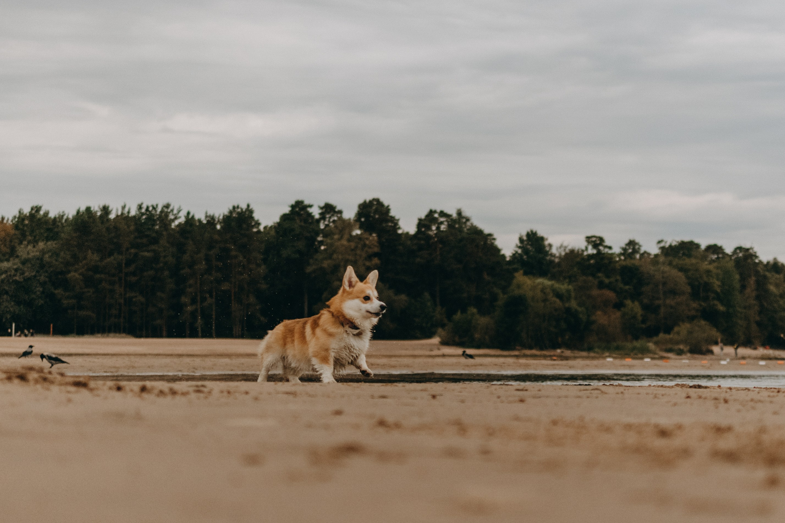 Лиза и Бакс. Фотограф — Анималист | Санкт-Петербург