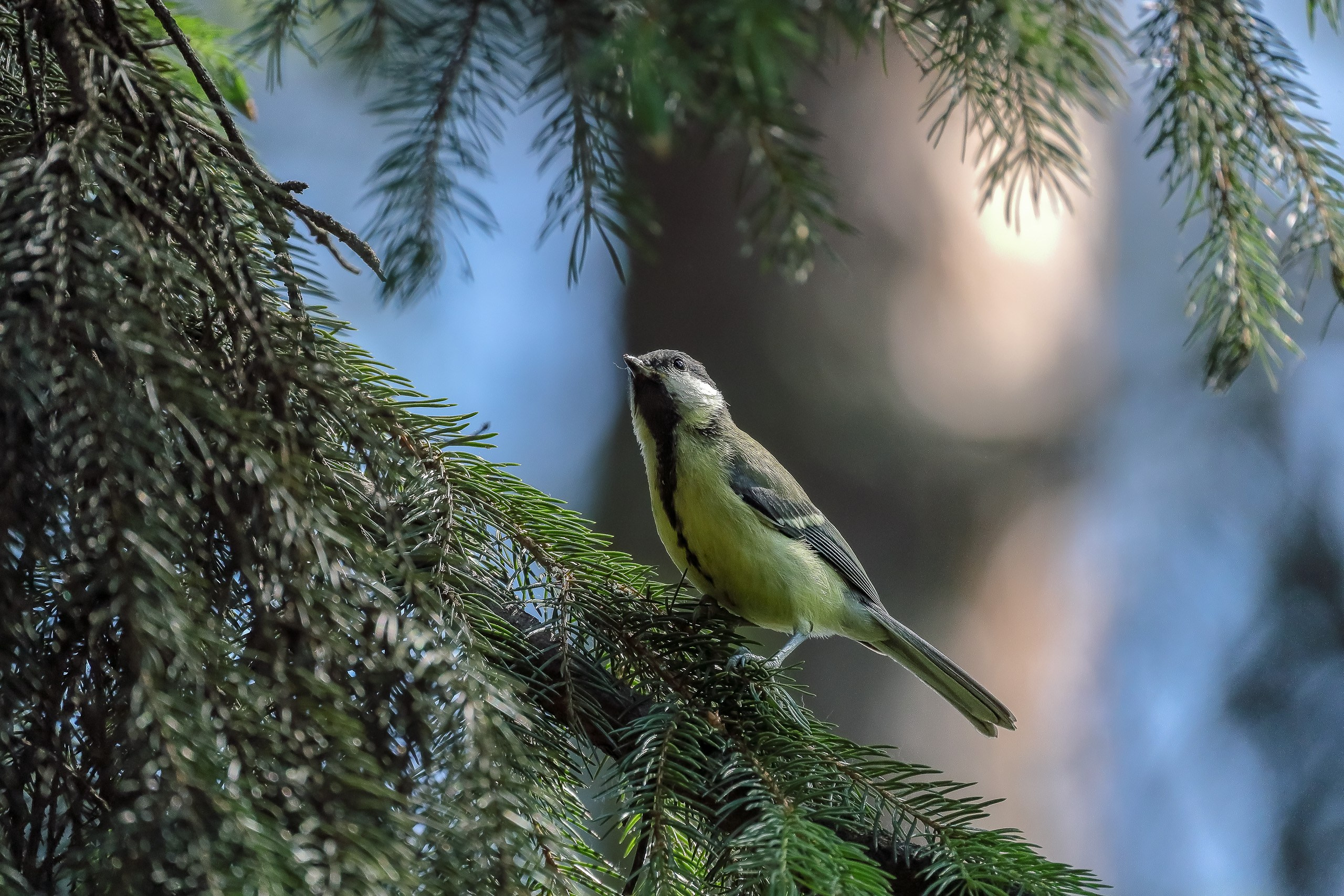 Синица лазоревка
