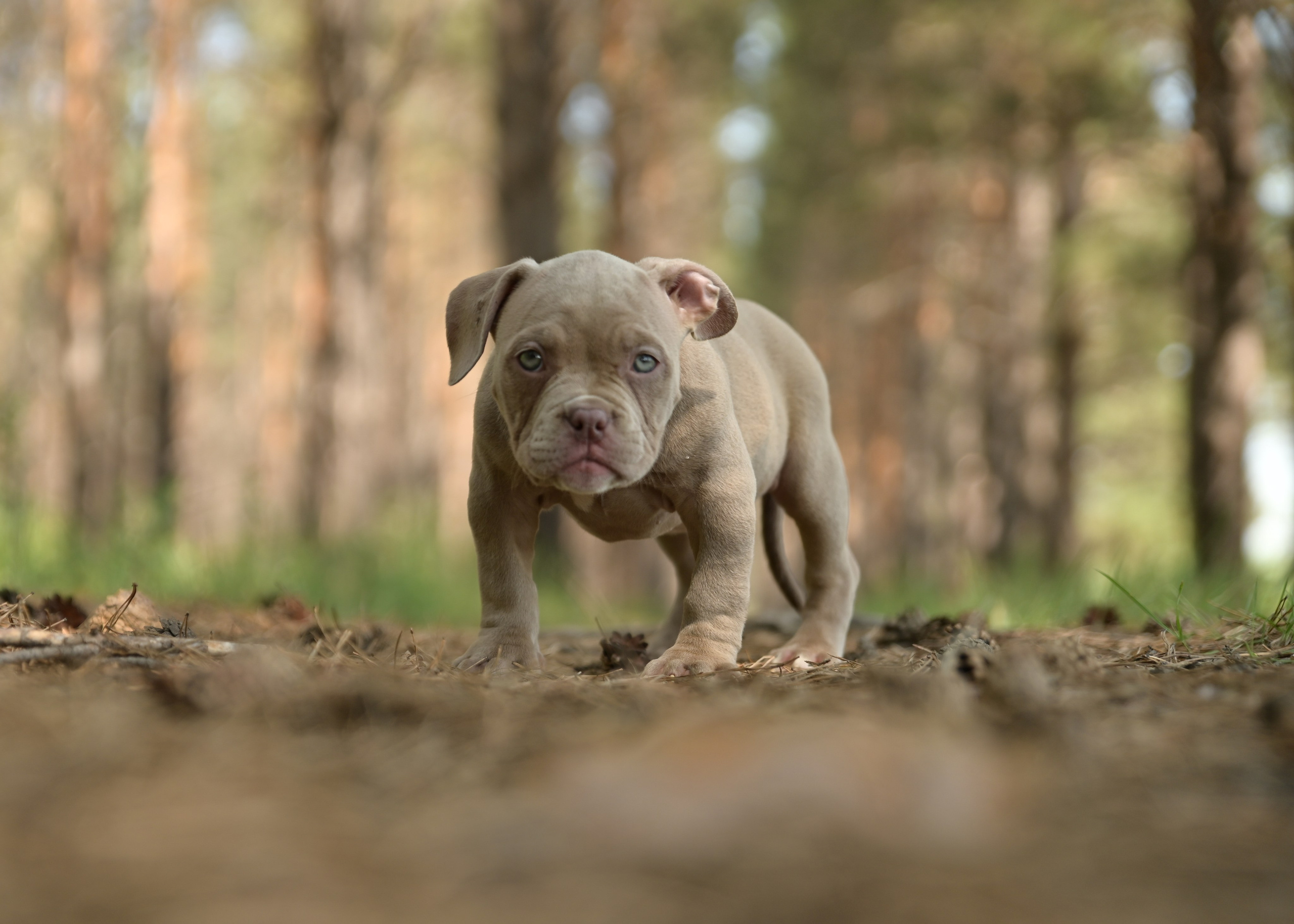 Свободные щенки Американский Булли в Иркутске. Питомник собак Иркутск