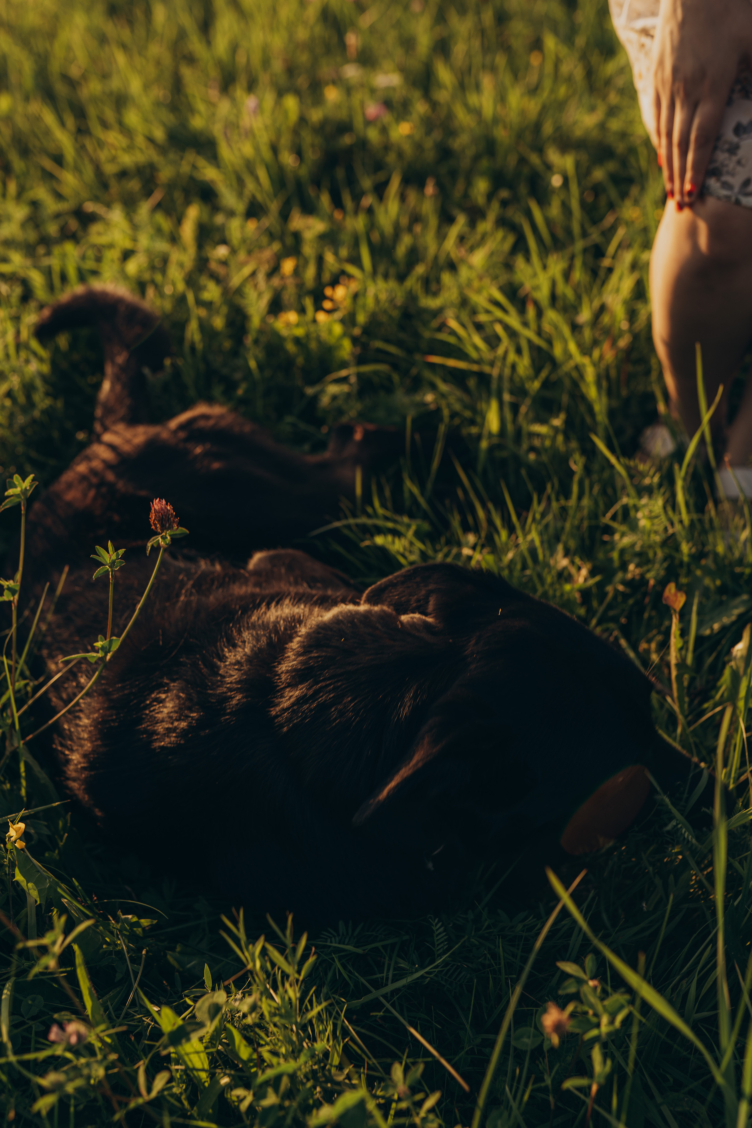 Ира и Семён. Фотограф Торопец Кристина Абрамова Kanwellia photography