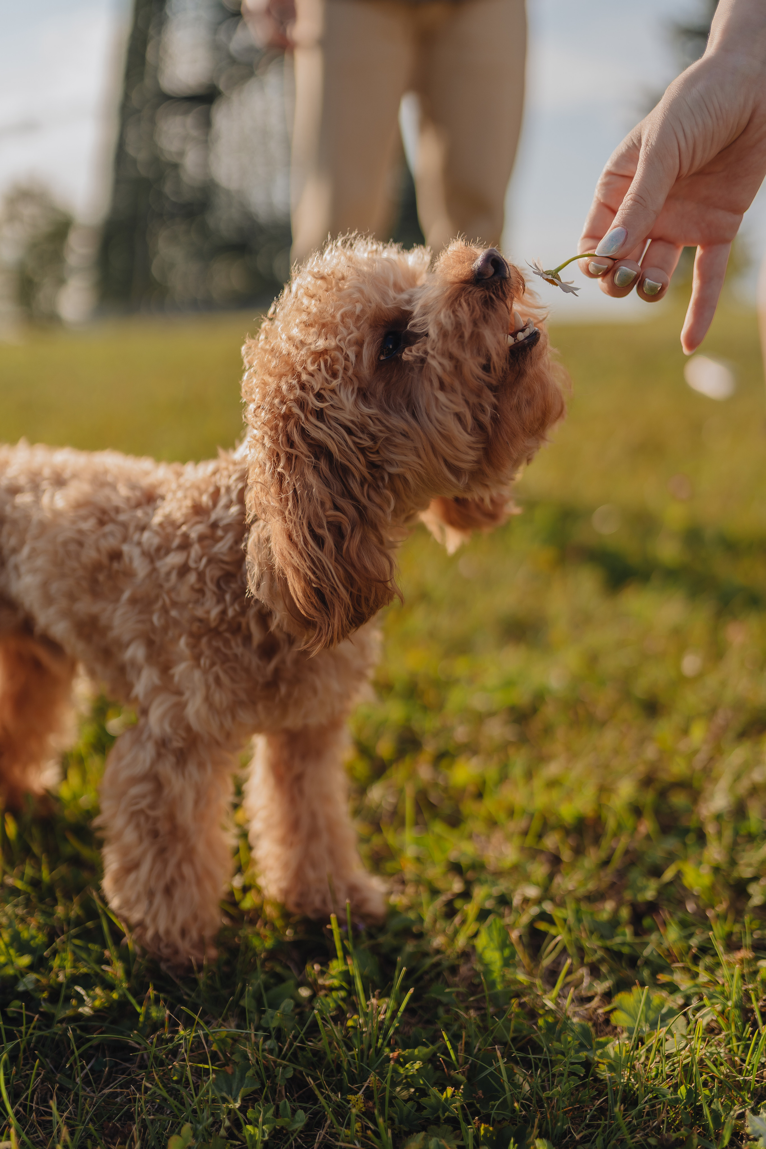 Веселая компания. Фотограф Торопец Кристина Абрамова Kanwellia photography