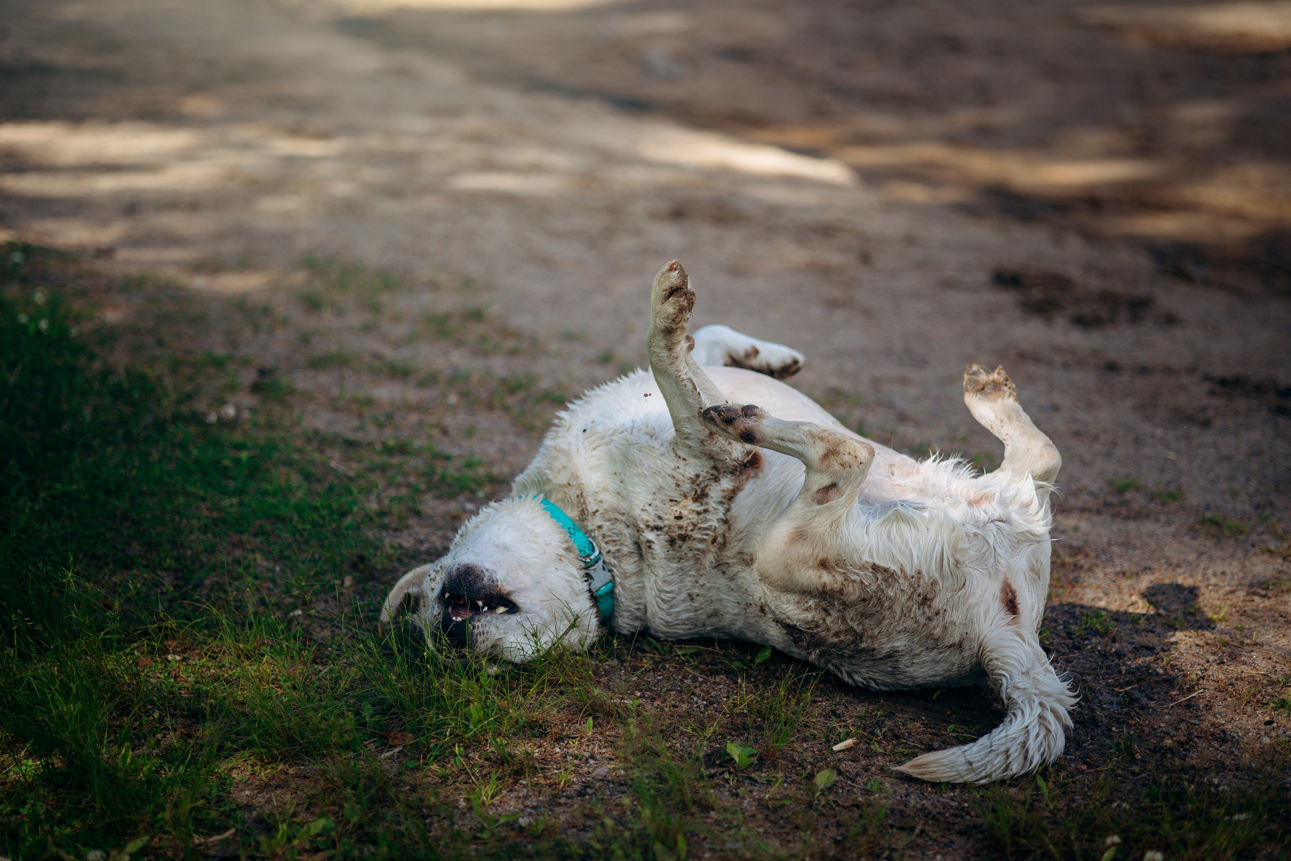 Котофеи и их семья. Фотограф — Анималист | Санкт-Петербург