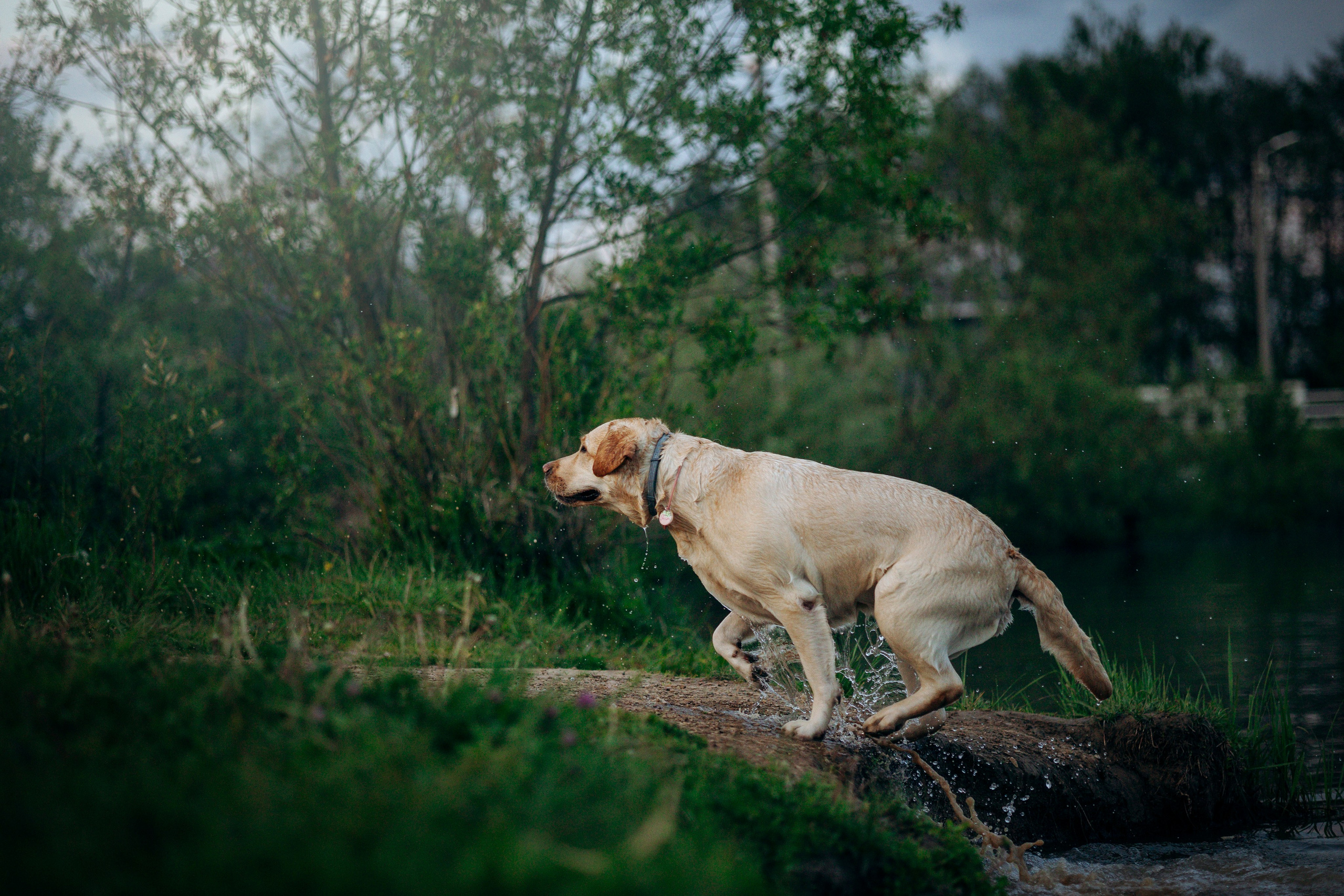 Шани и ее семья. Фотограф — Анималист | Санкт-Петербург