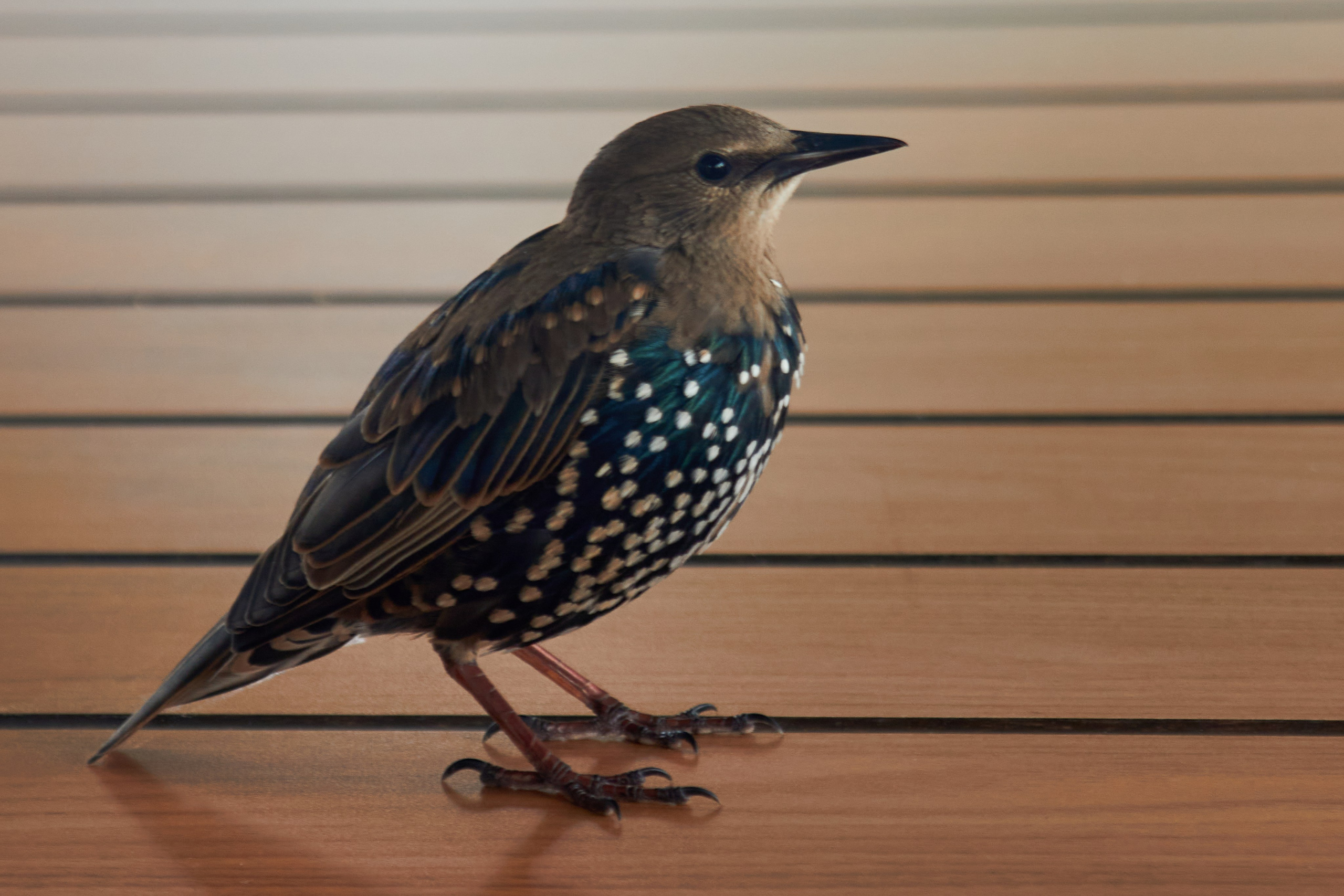 Живность. Фотограф Сергей Яркин