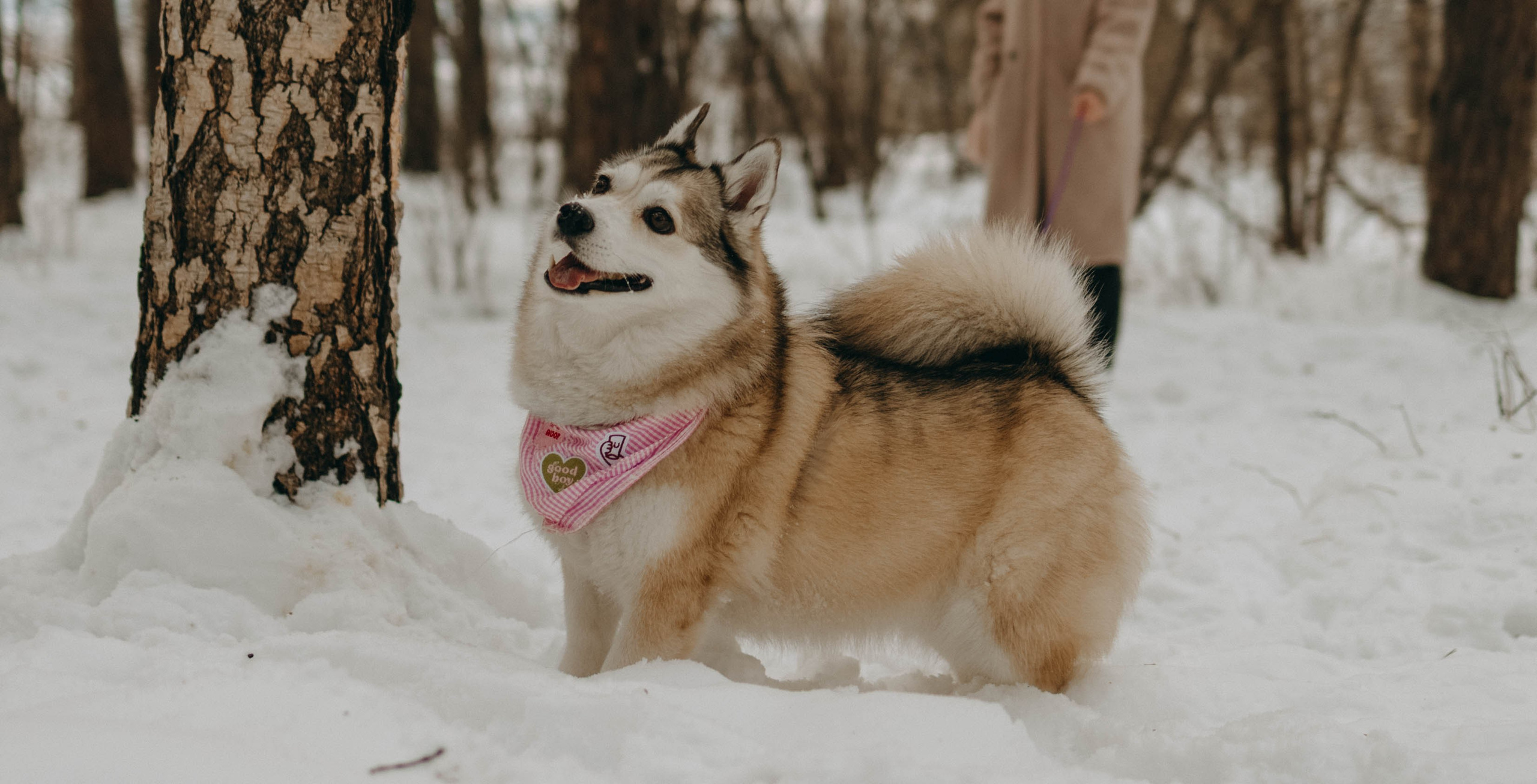Варвара и Шелби. Фотограф-анималист в Екатеринбурге | Кристина