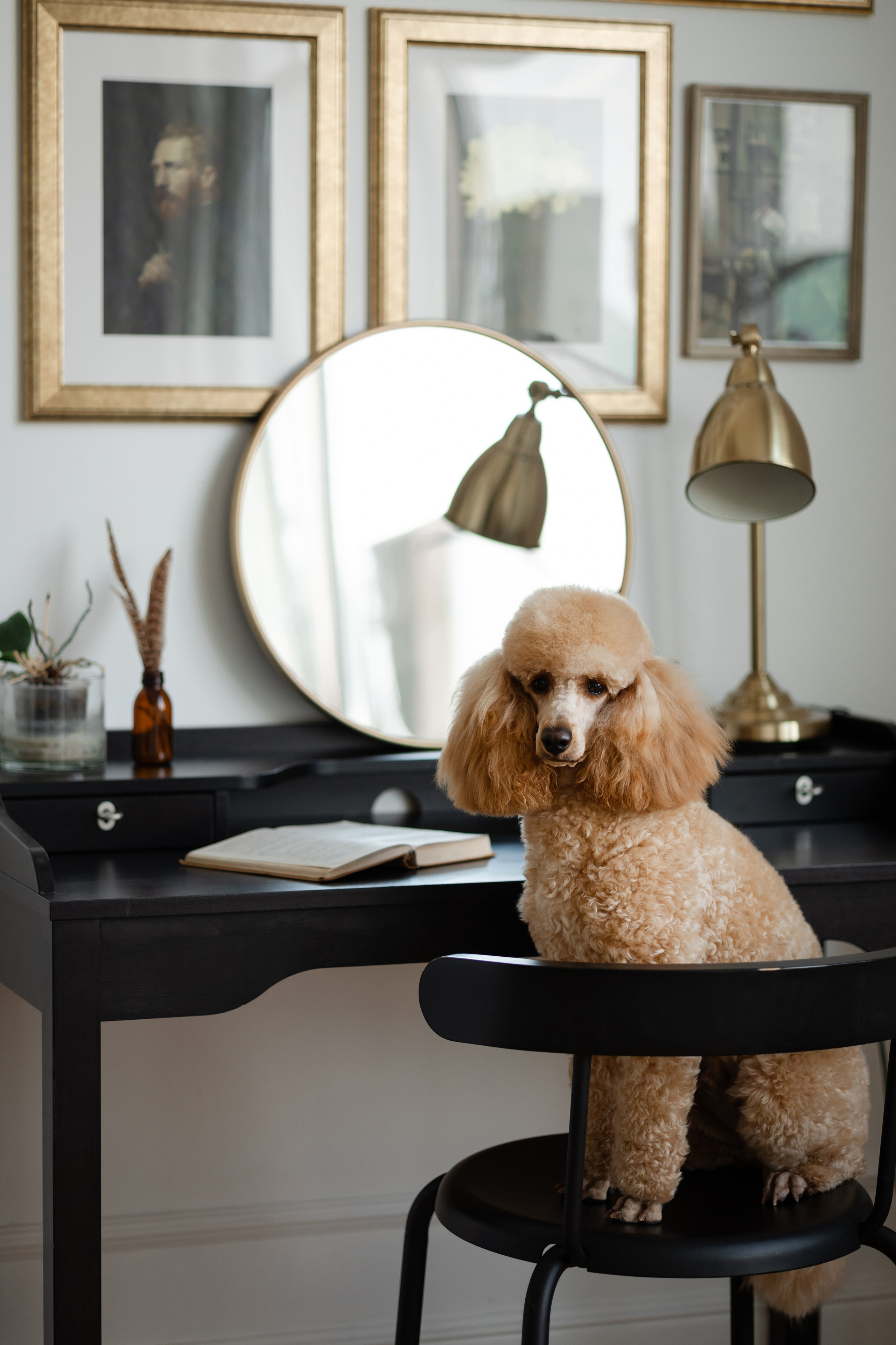 Фотосессия пуделя в студии. Фотограф-анималист в Краснодаре Маша Мельникова