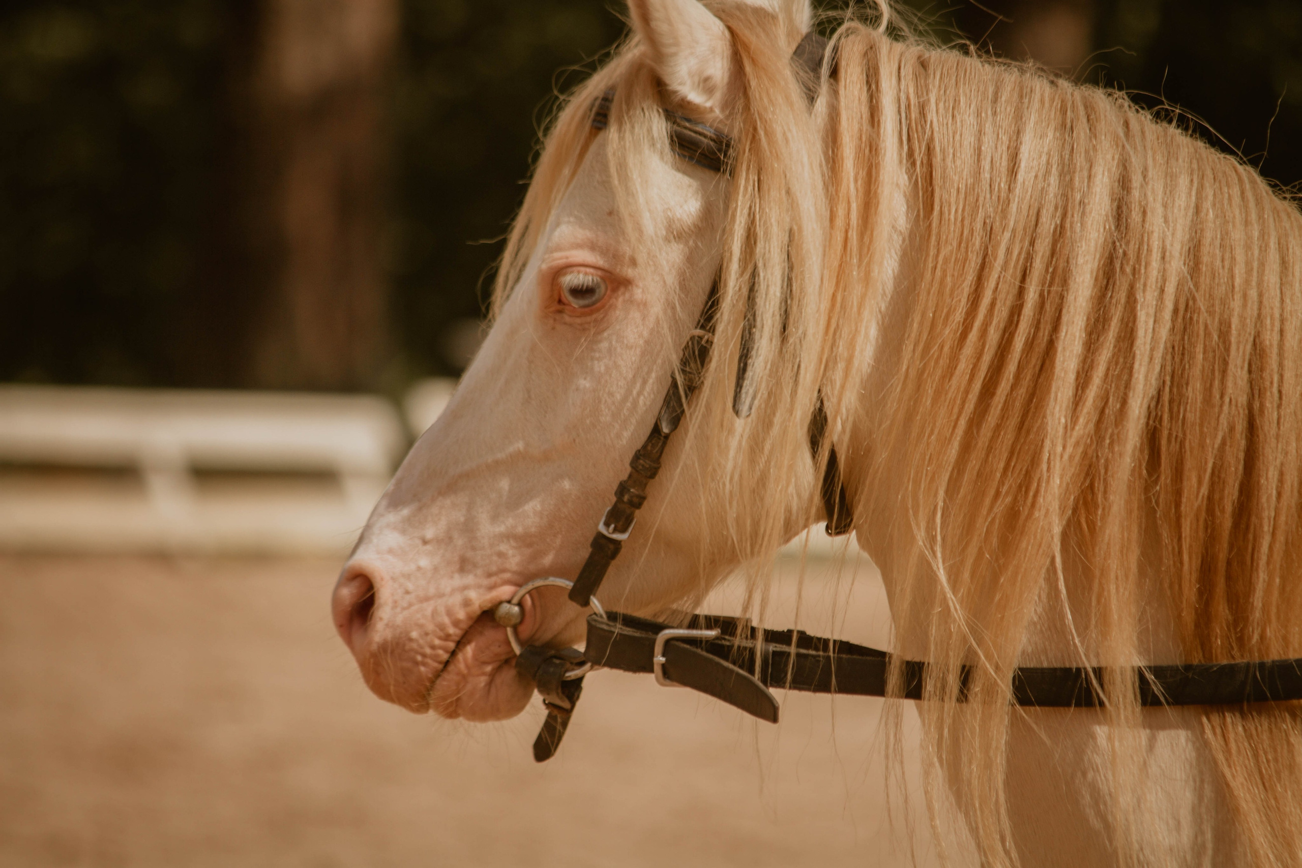 ИППОСФЕРА — Международная конная выставка. Создадим шедевр? Виталина и её фотоискусство