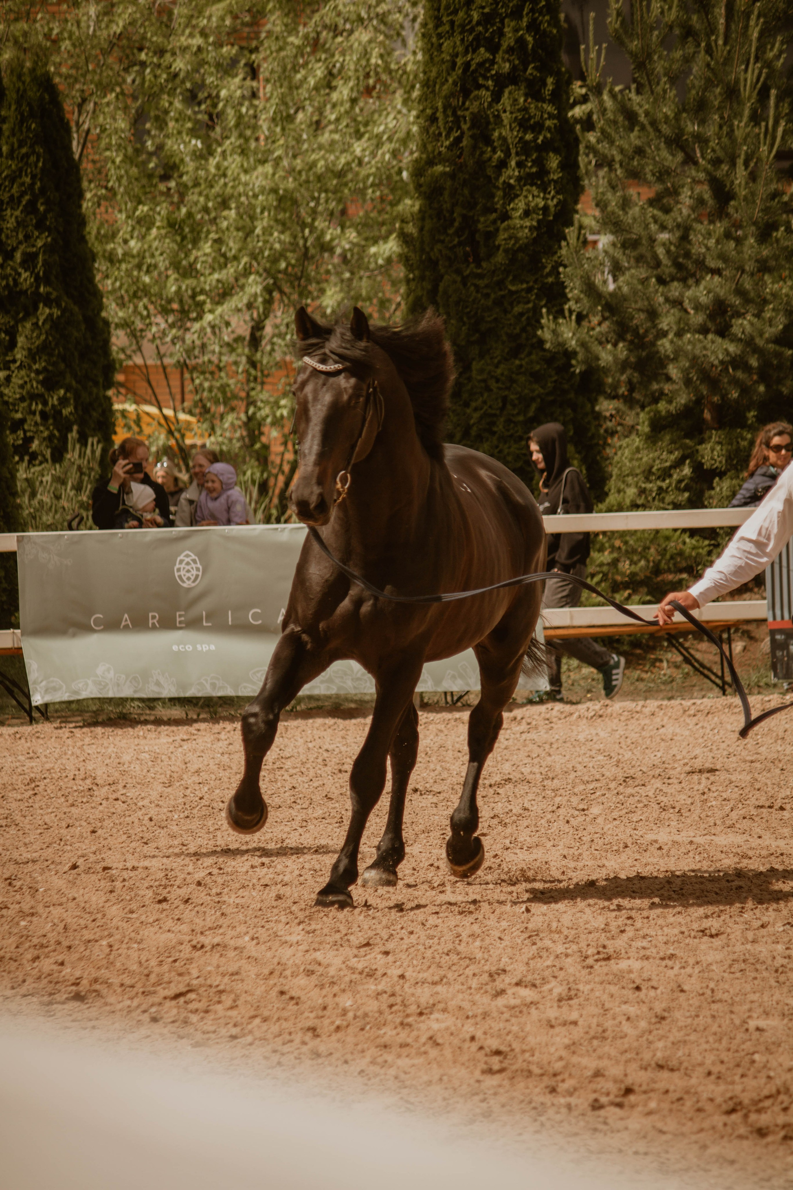 ИППОСФЕРА — Международная конная выставка. Создадим шедевр? Виталина и её фотоискусство