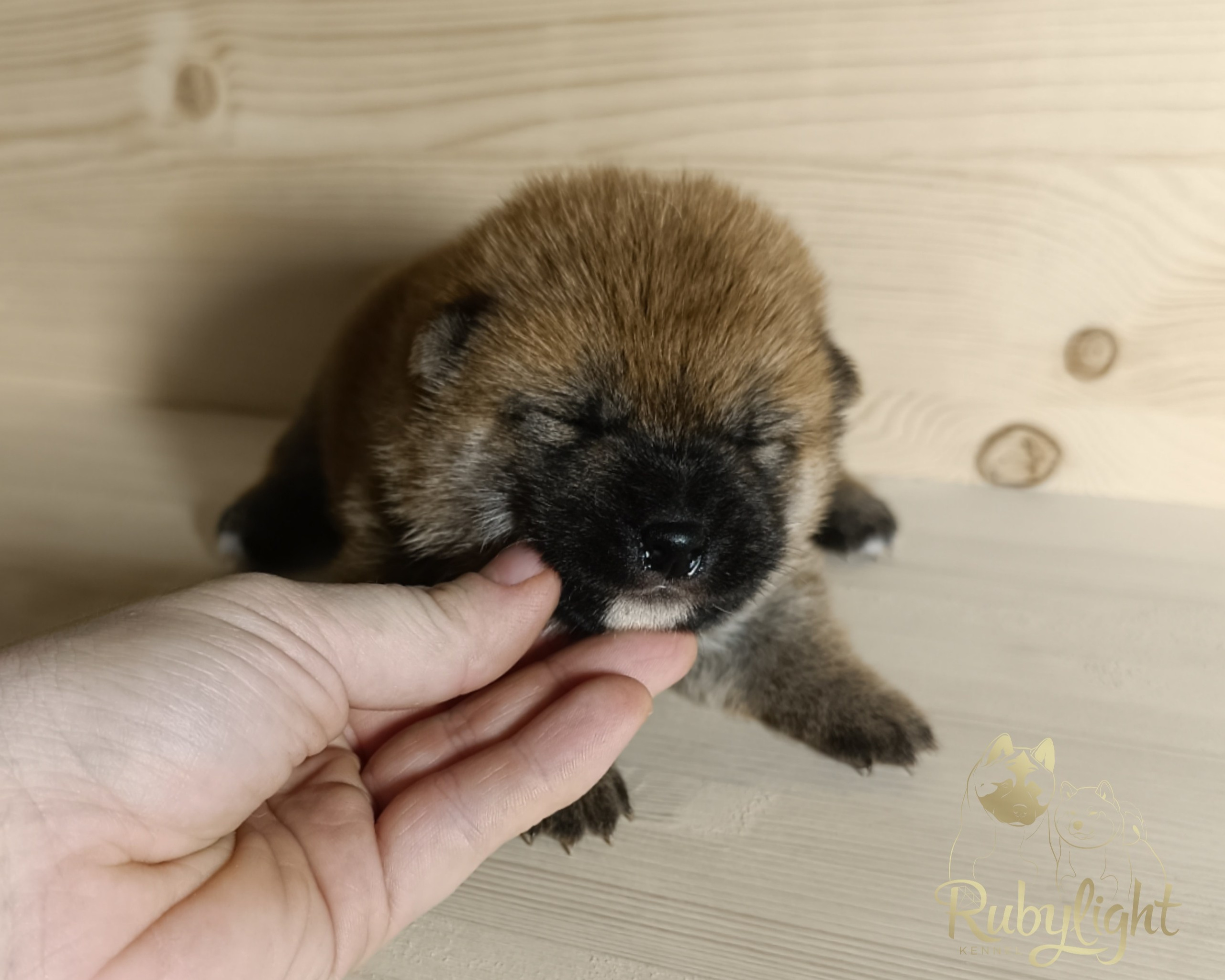 Сиба Rubylight Ellis питомник Рубилайт 