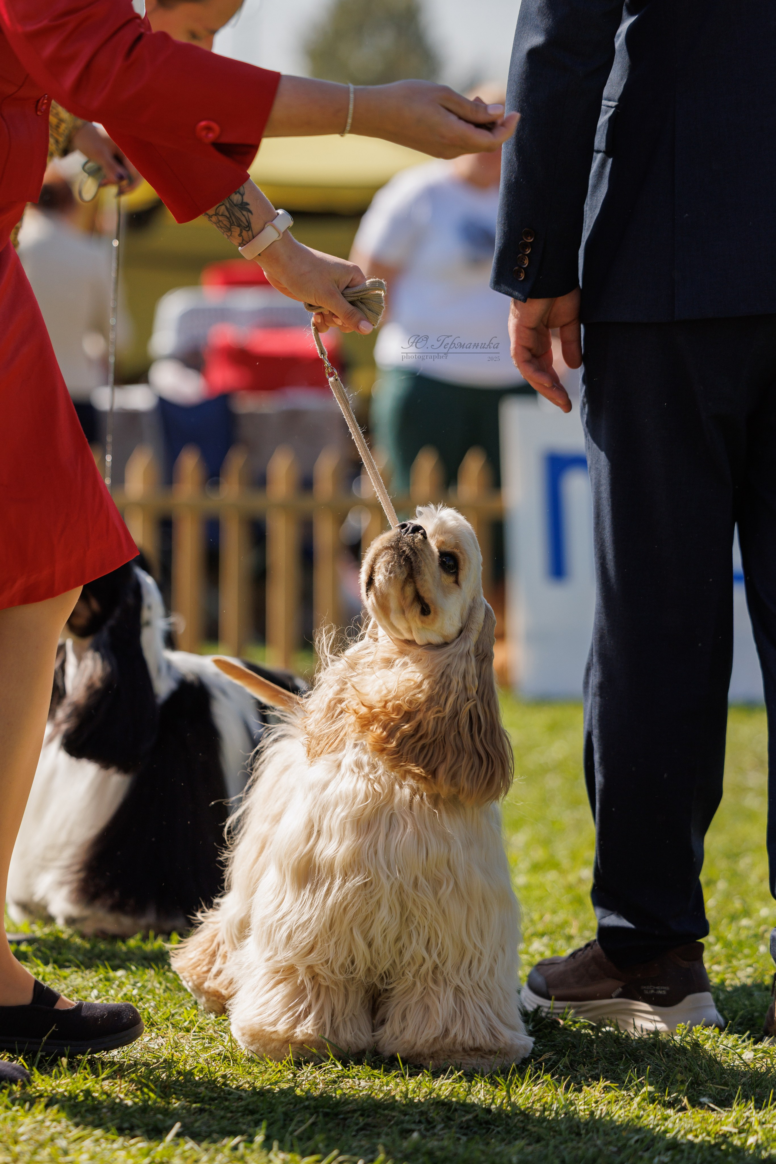 Ереван 14-16.10.2025. Фотограф-анималист Юлия Германика
