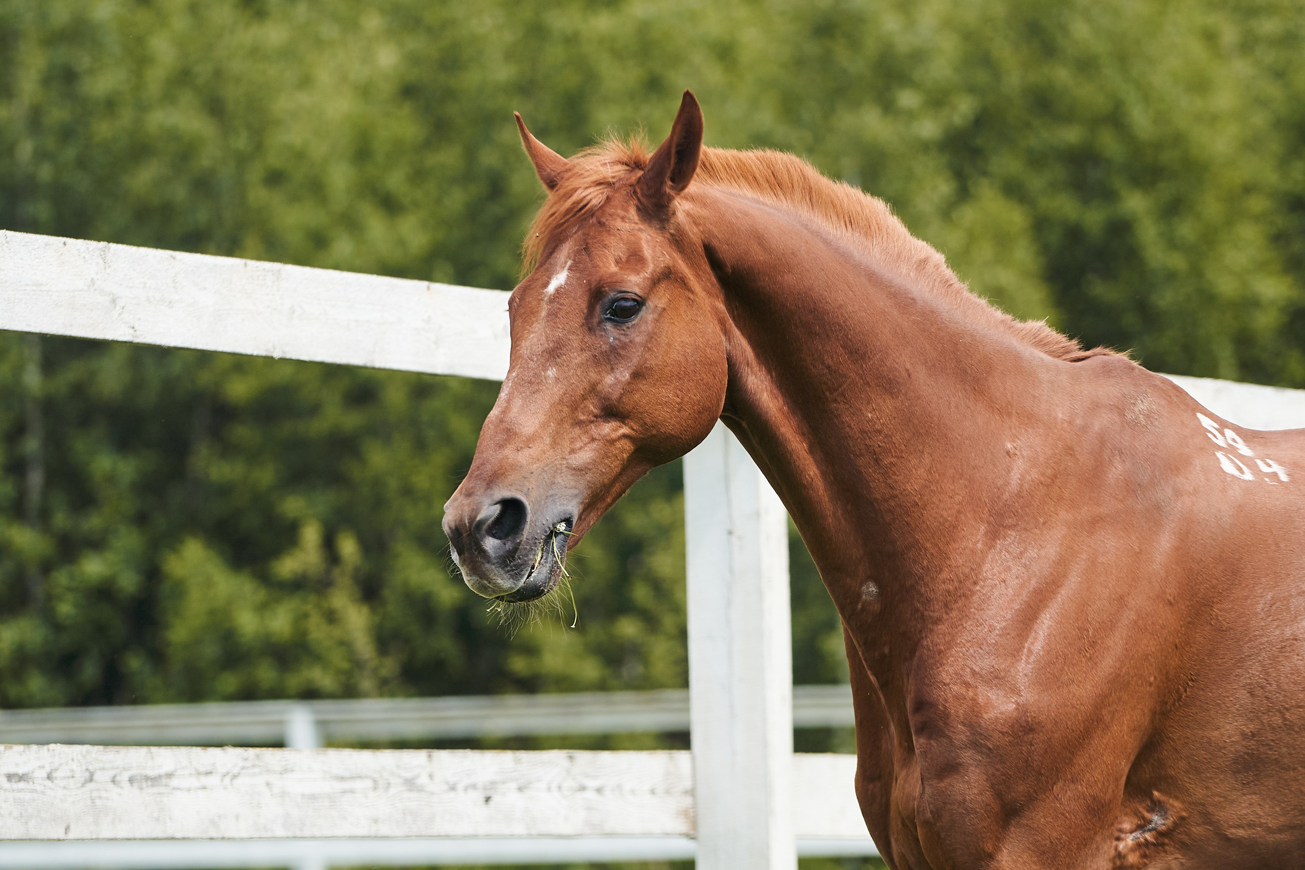 Эмбилгон, буденновский, КСК «Звёздный». Фотосессии с лошадьми в Москве, Новосибирске