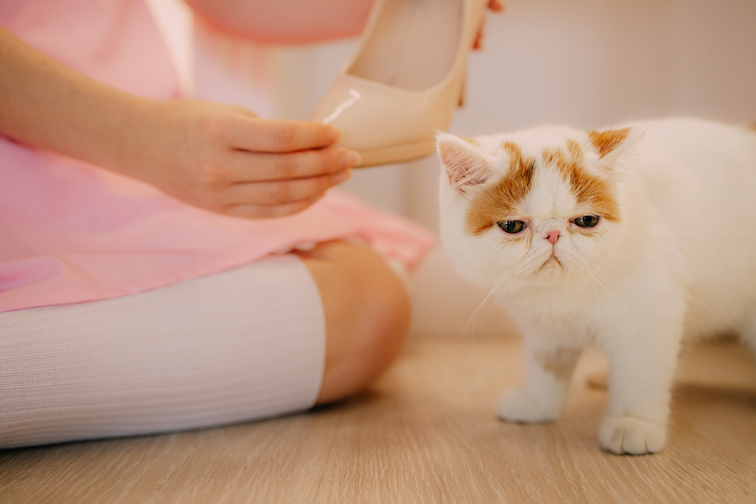 Султан, Мэй Мэй и Шанталь и их семья