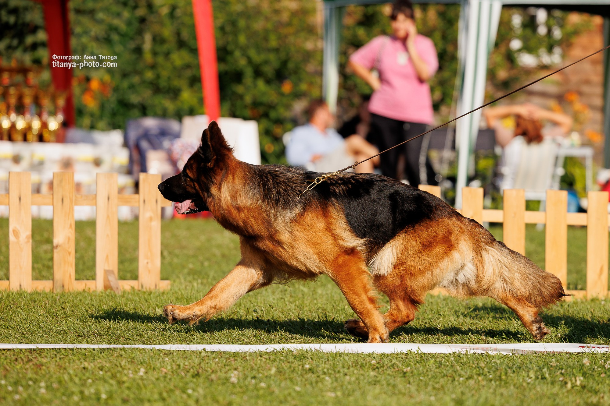 Немецкие овчарки: фото из рингов и вне ринга, мутпроба (фотографии с выставок). Фотограф собак, фотограф-анималист Аня Титова (Titanya). Москва
