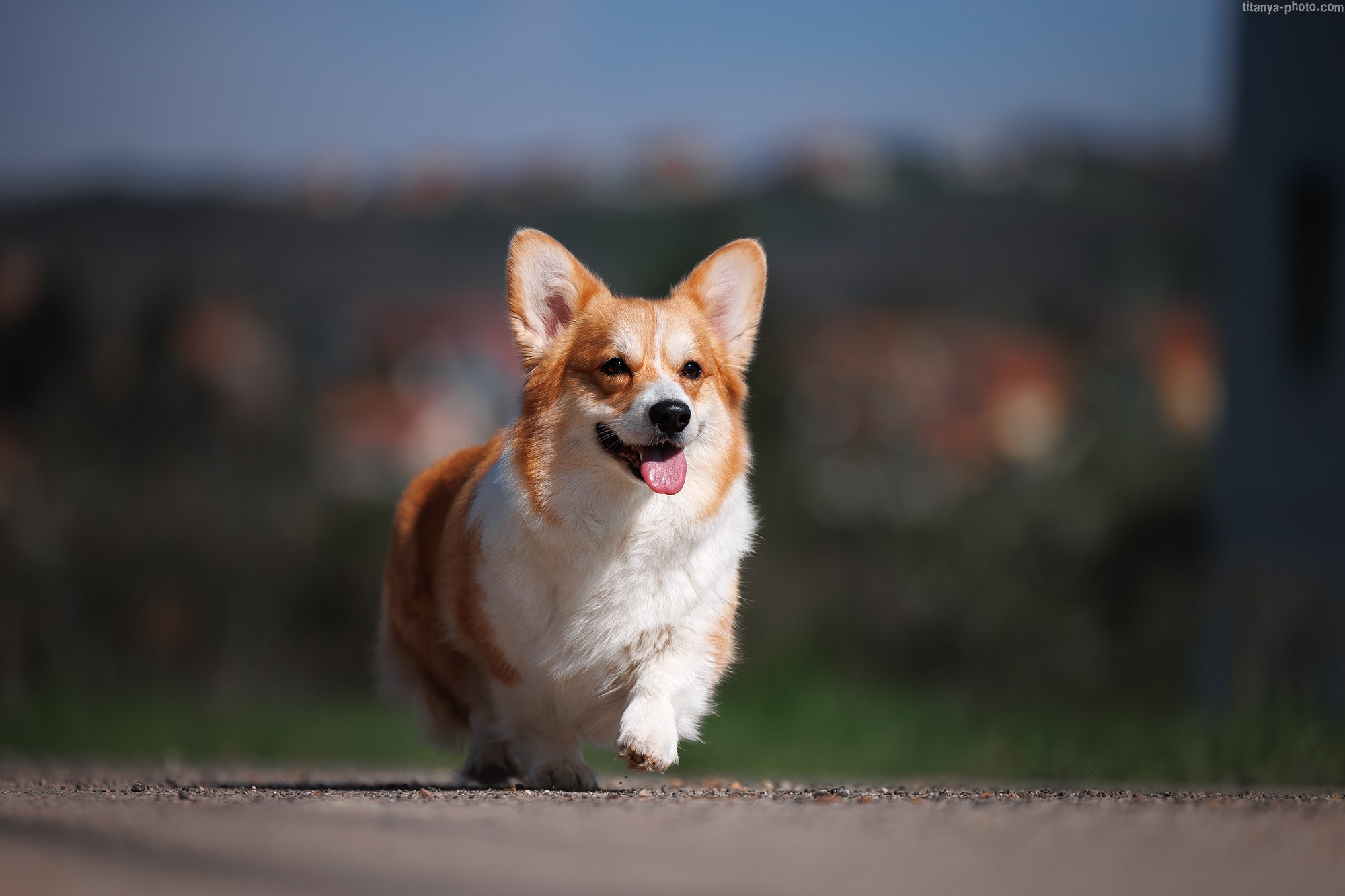 Корги Тесла. Фотограф собак, фотограф-анималист Аня Титова (Titanya). Москва