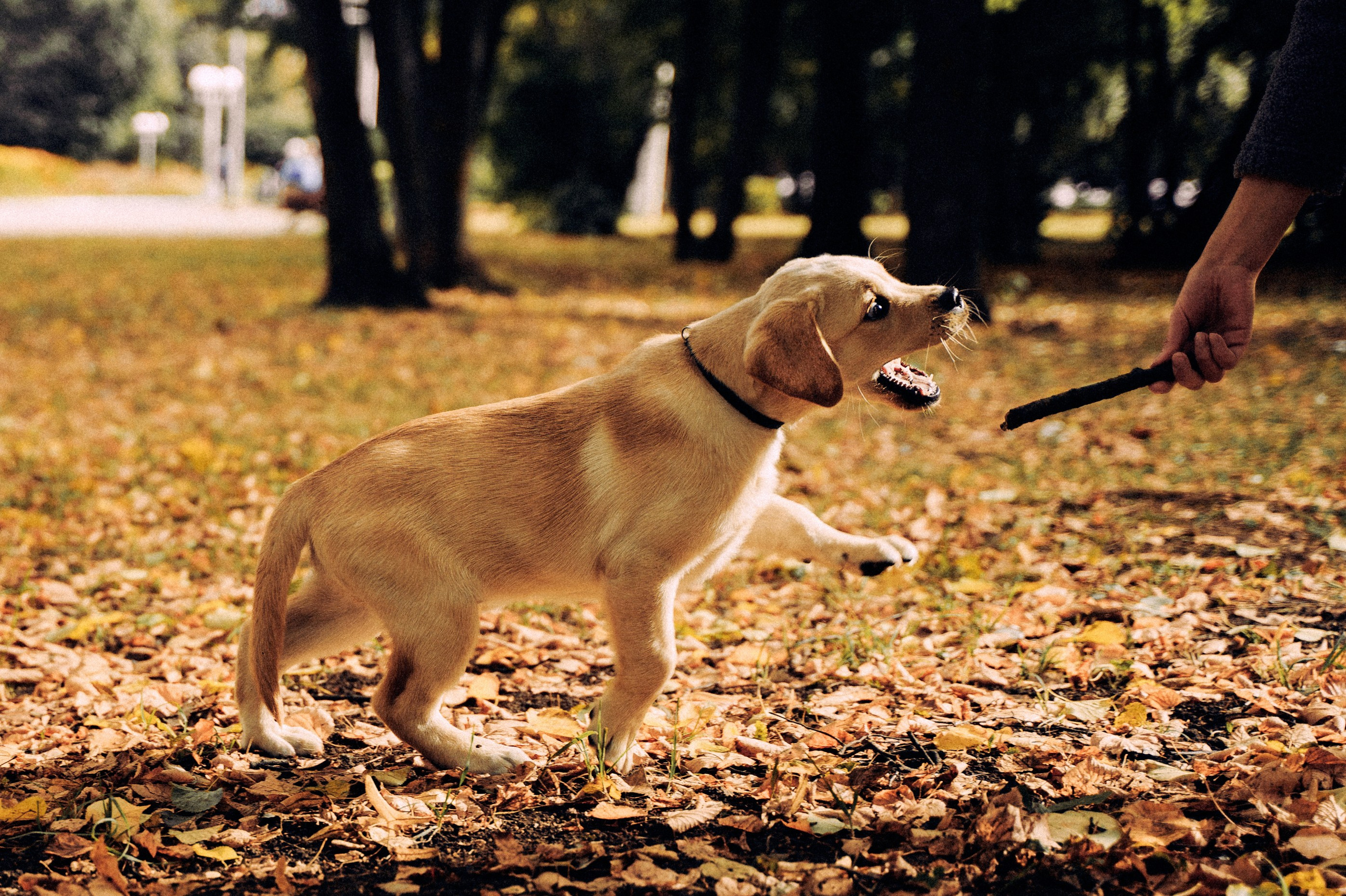 Золотой малыш. Фотограф-анималист, портретный фотограф в Чебоксарах Мария Садыкова