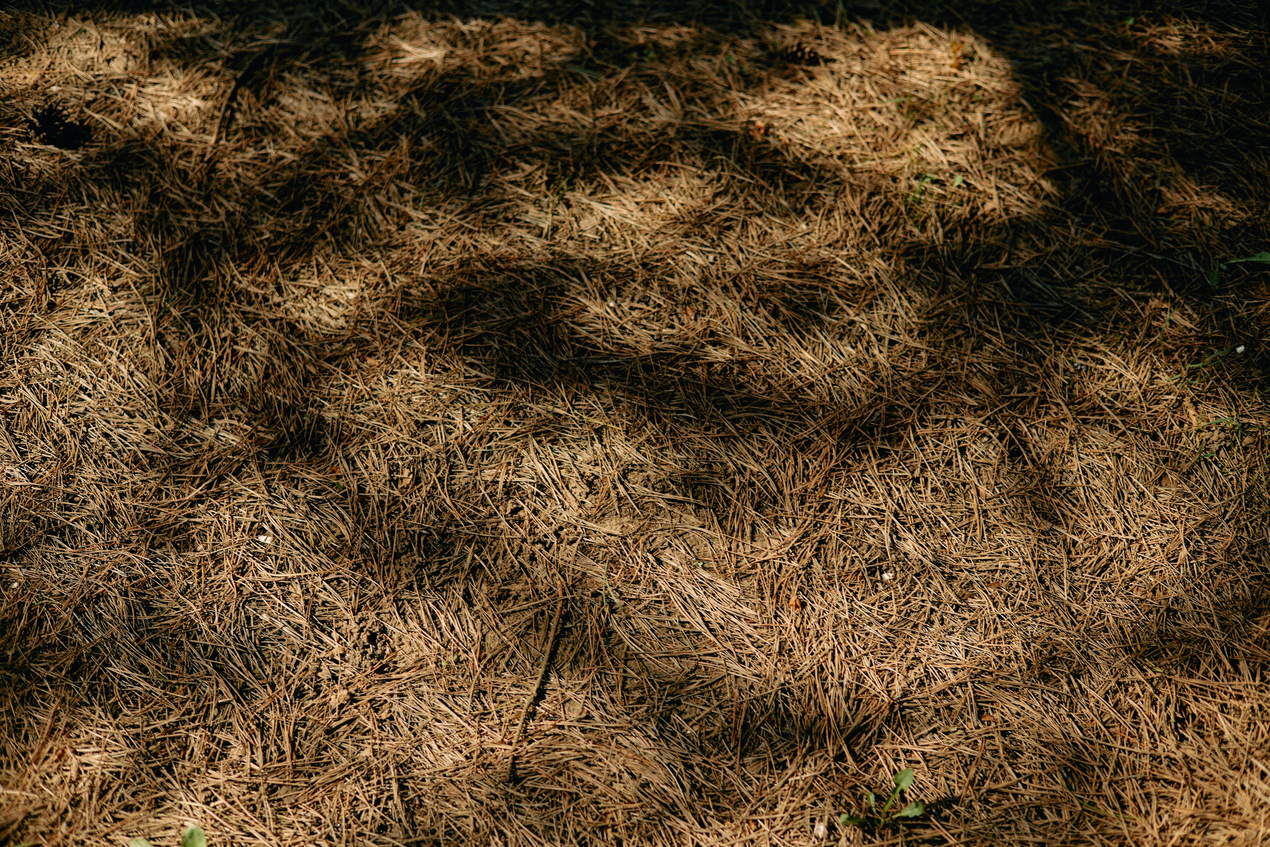 Бутик-отель Поле летом. Профессиональный Фотограф во Владимире, в Москве и в Суздале — Полина Романычева