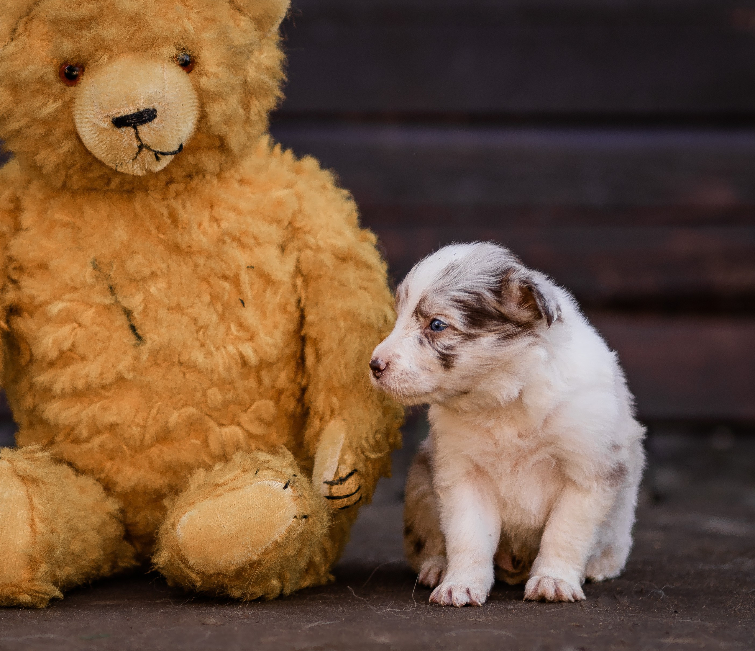 Фритсвит. Семейный фотограф Ефремова Виктория