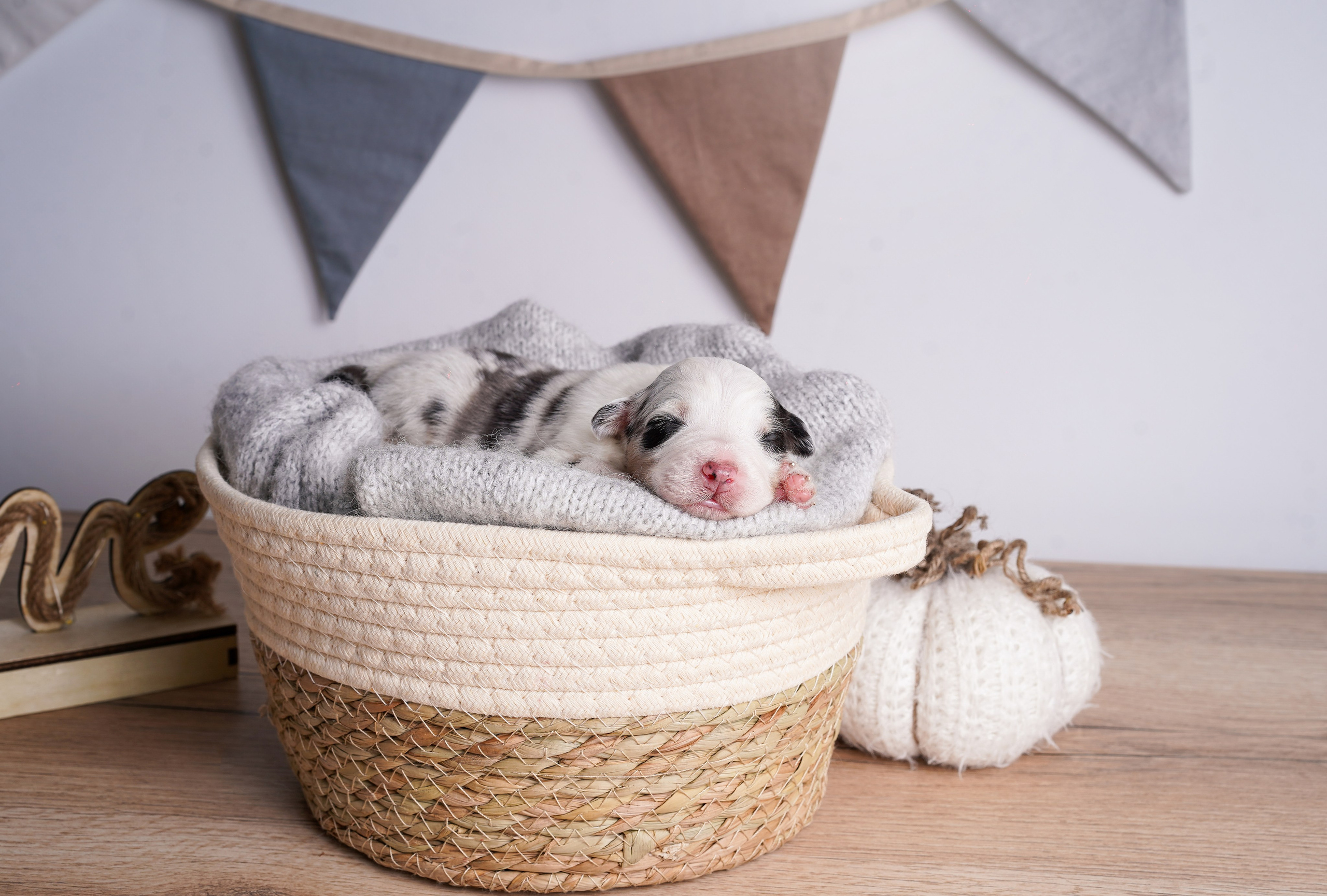 Щенки аусси. Фотограф-анималист в Санкт-Петербурге Яна Мартынова