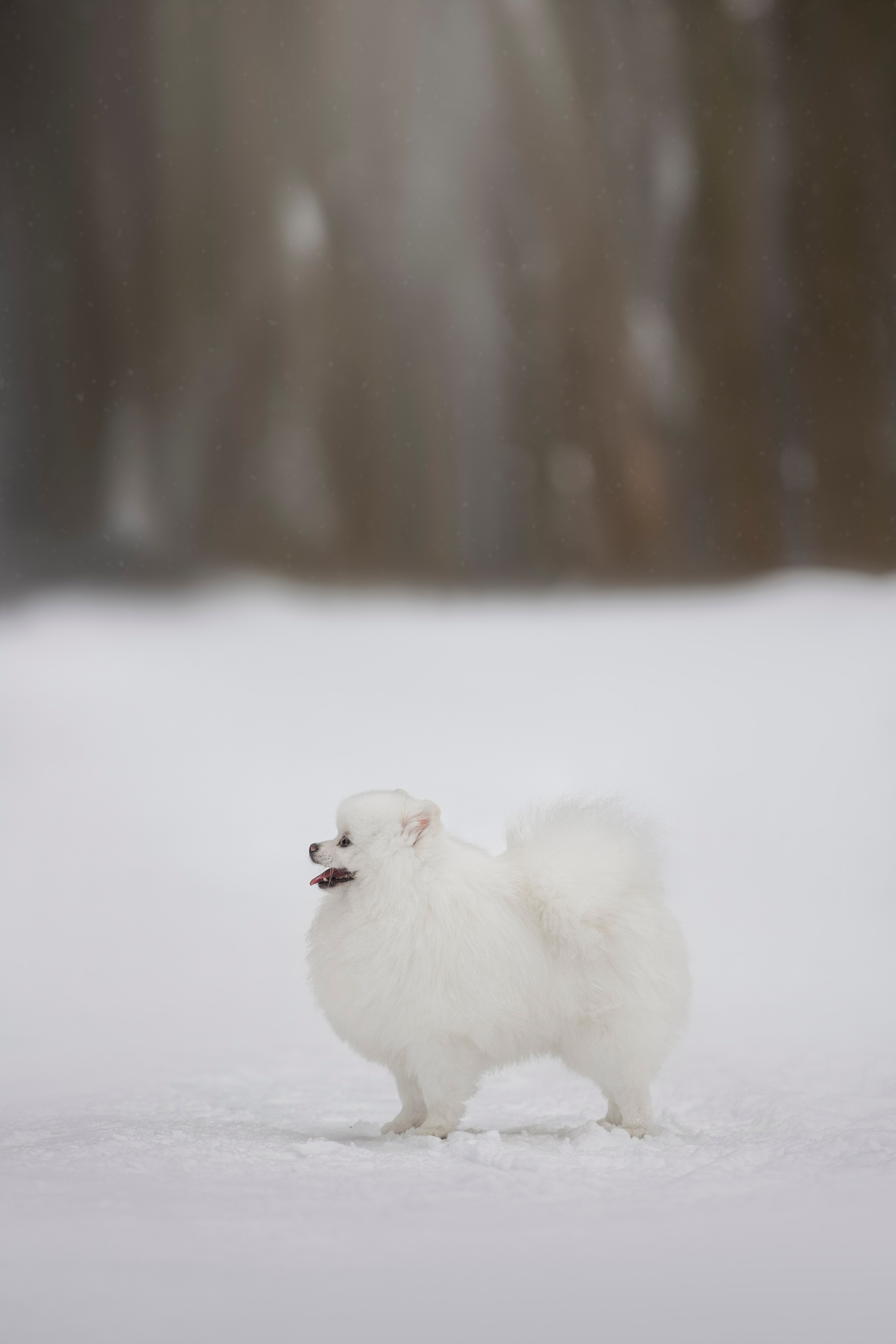 Настя, Игорь, Тесс и Марс. Фотограф анималист в Москве Майорова Евгения