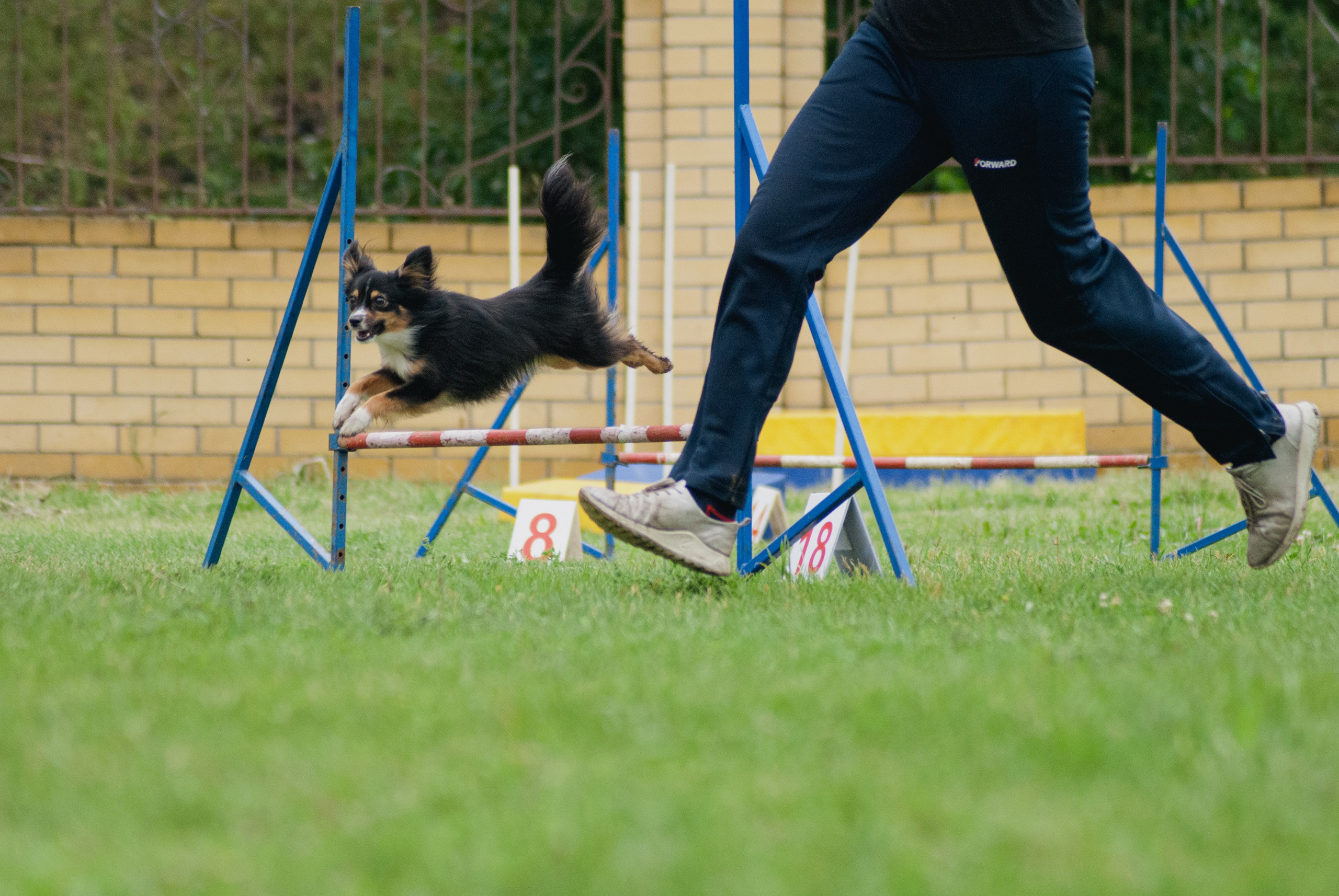 Аджилити. Фотограф в Тюмени Лизавета Сапицкая