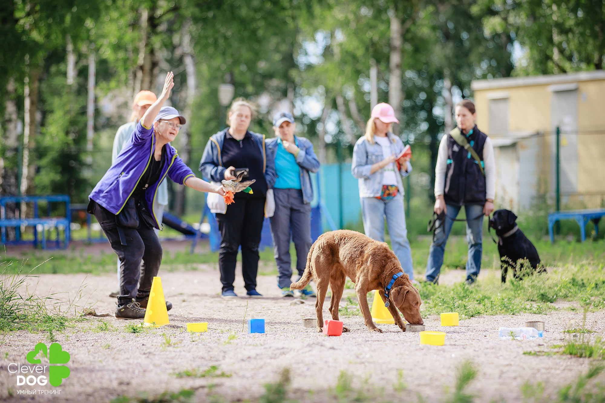Семинар по поиску запаха с Иваном Ломовым, организатор CleverDog, СПб. Фотограф-анималист Mary Mart — Москва, Питер