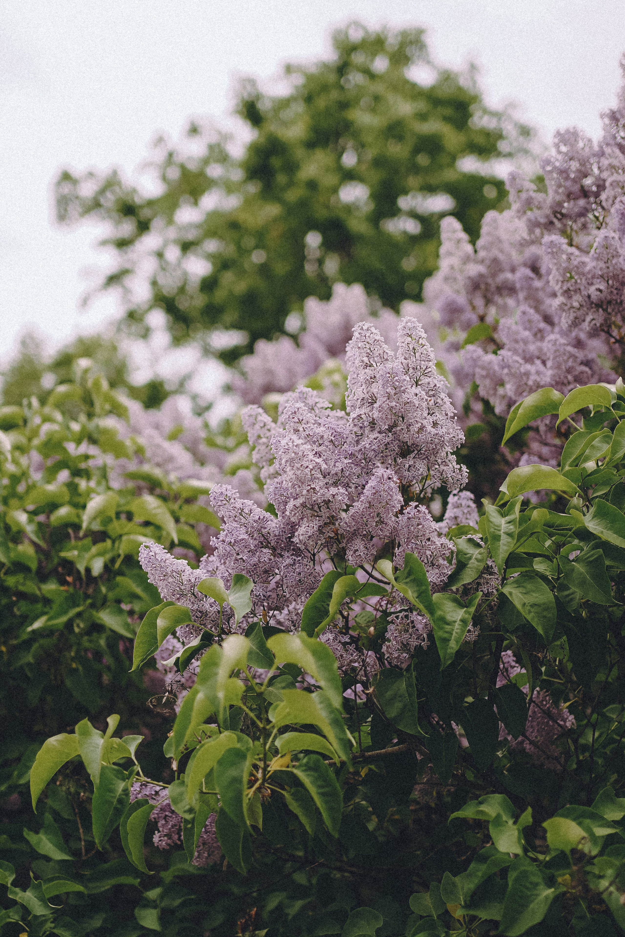 Сиреневый сон. Фотограф Наталья Колганова