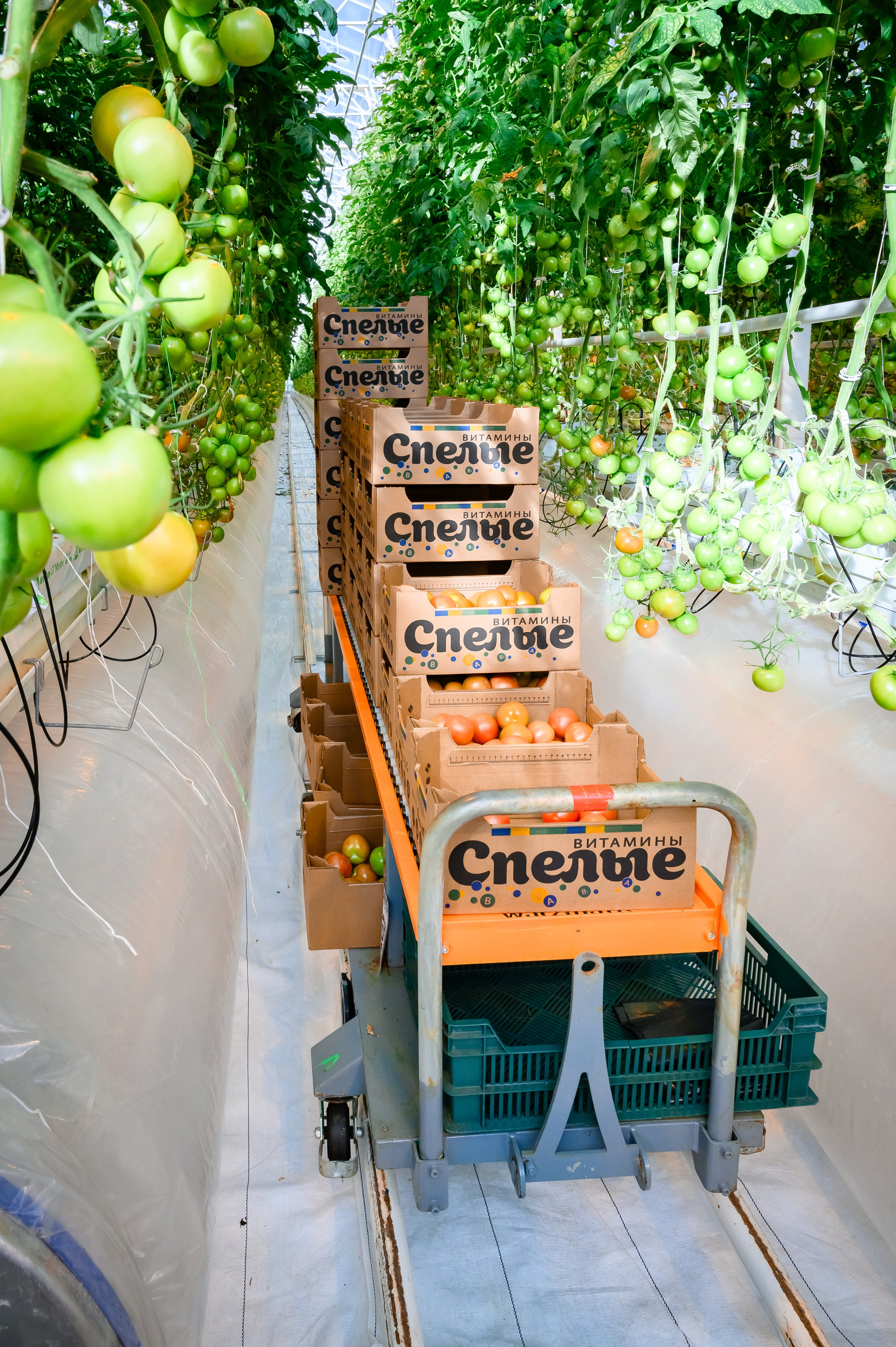 Тепличный комплекс «ПЕРМСКИЙ»