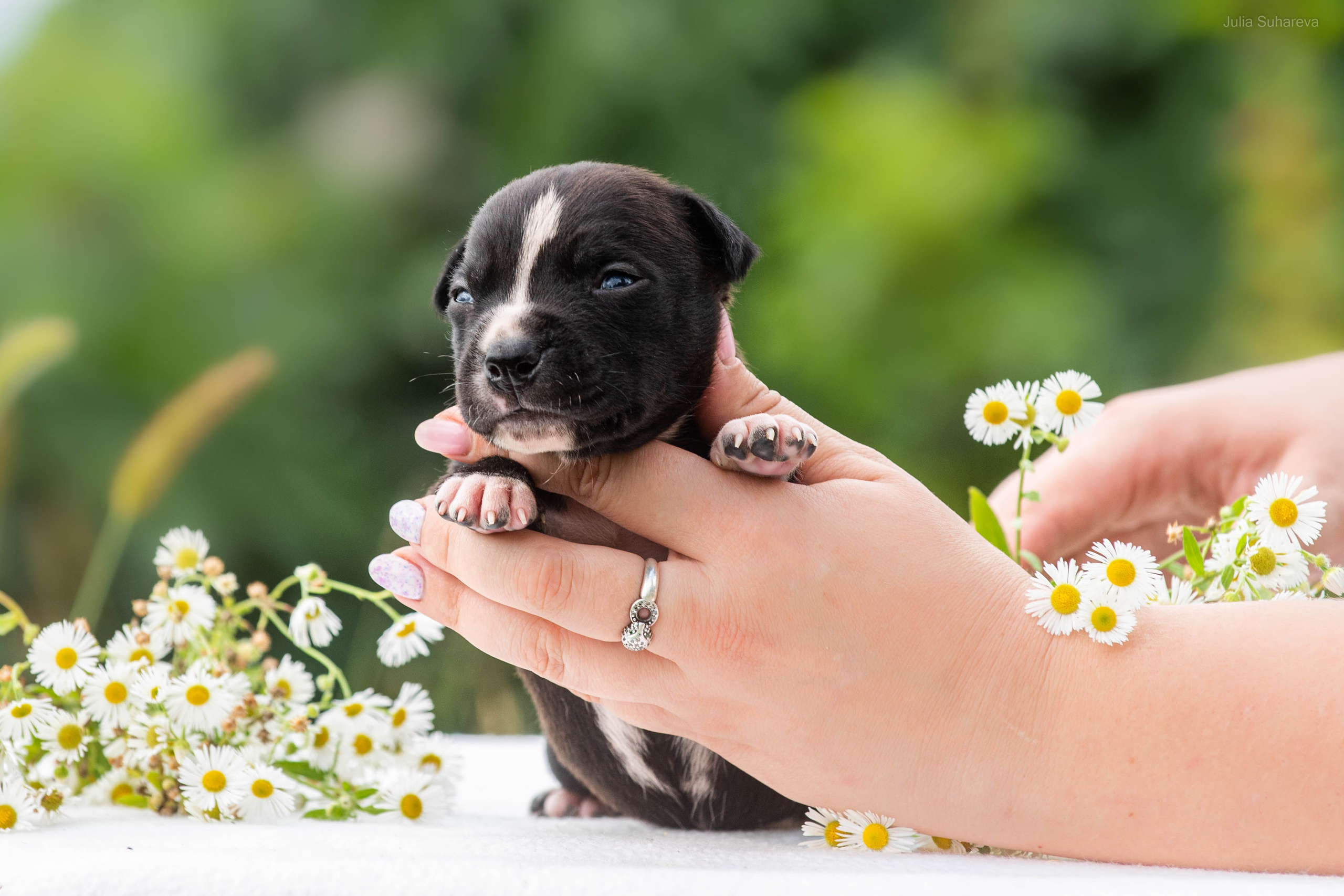 Щенки 2 недели. Главная