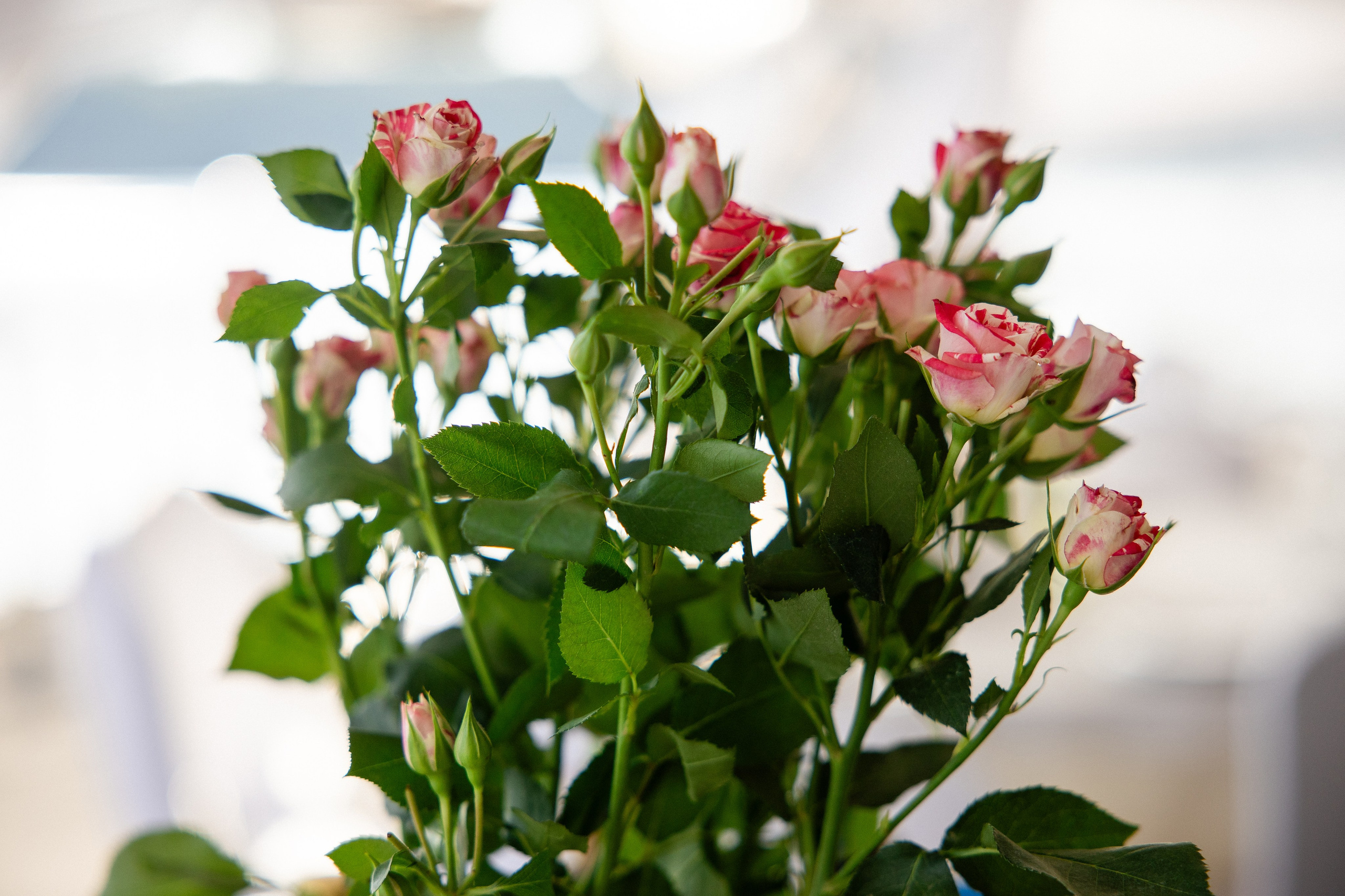 Свадебная серия. Свадебный фотограф в Иваново Гитарина Черняева