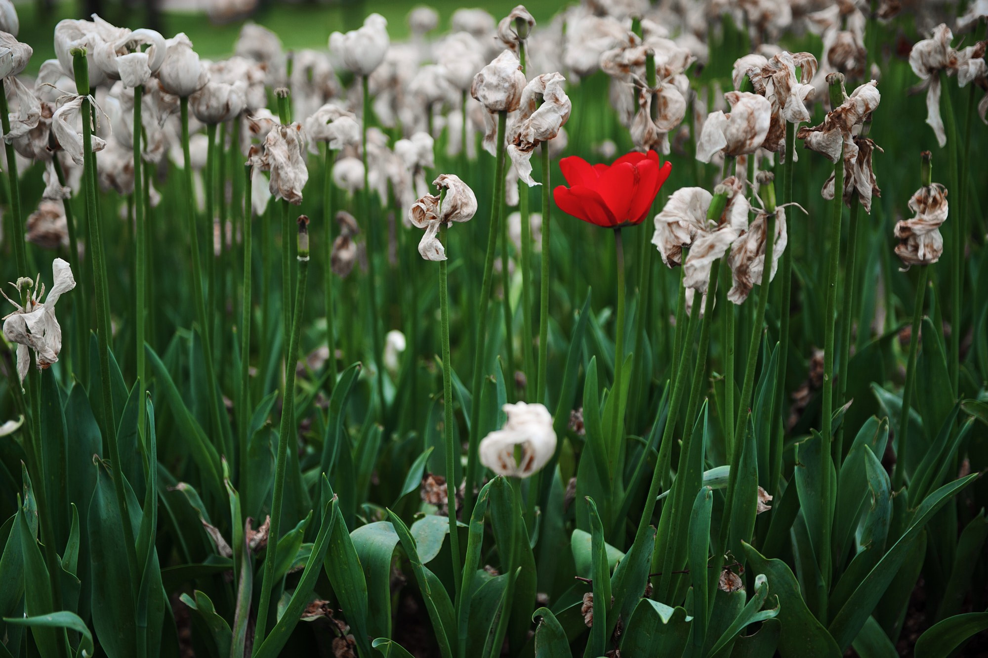 Документальная фотография — проект «Стамбул многоликий» | Дмитрий Тарасов. Репортажный фотограф в Москве — Дмитрий Тарасов | Съёмка мероприятий, концертов, корпоративов