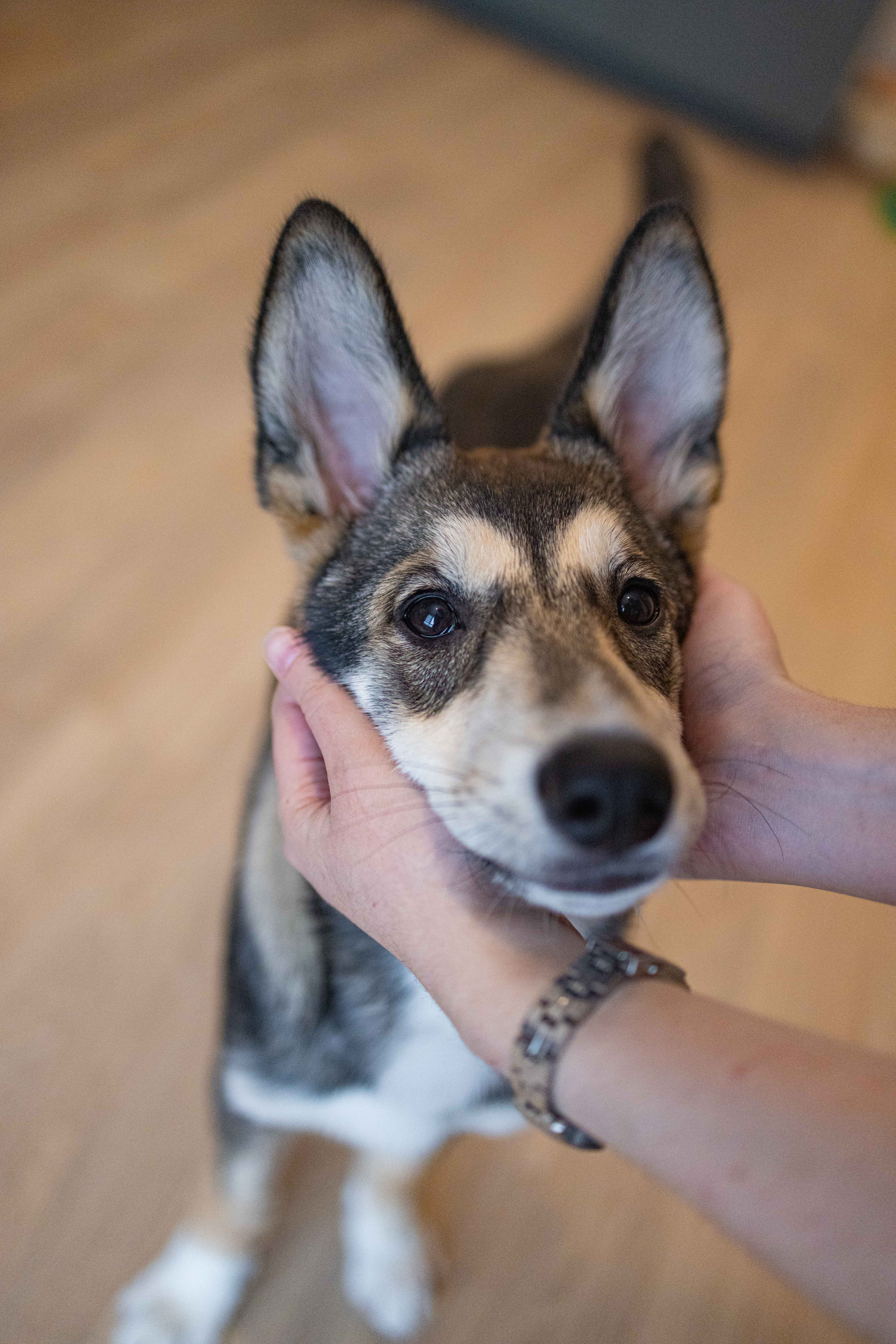 Шами. Фотограф-анималист в Москве Лера Черноног