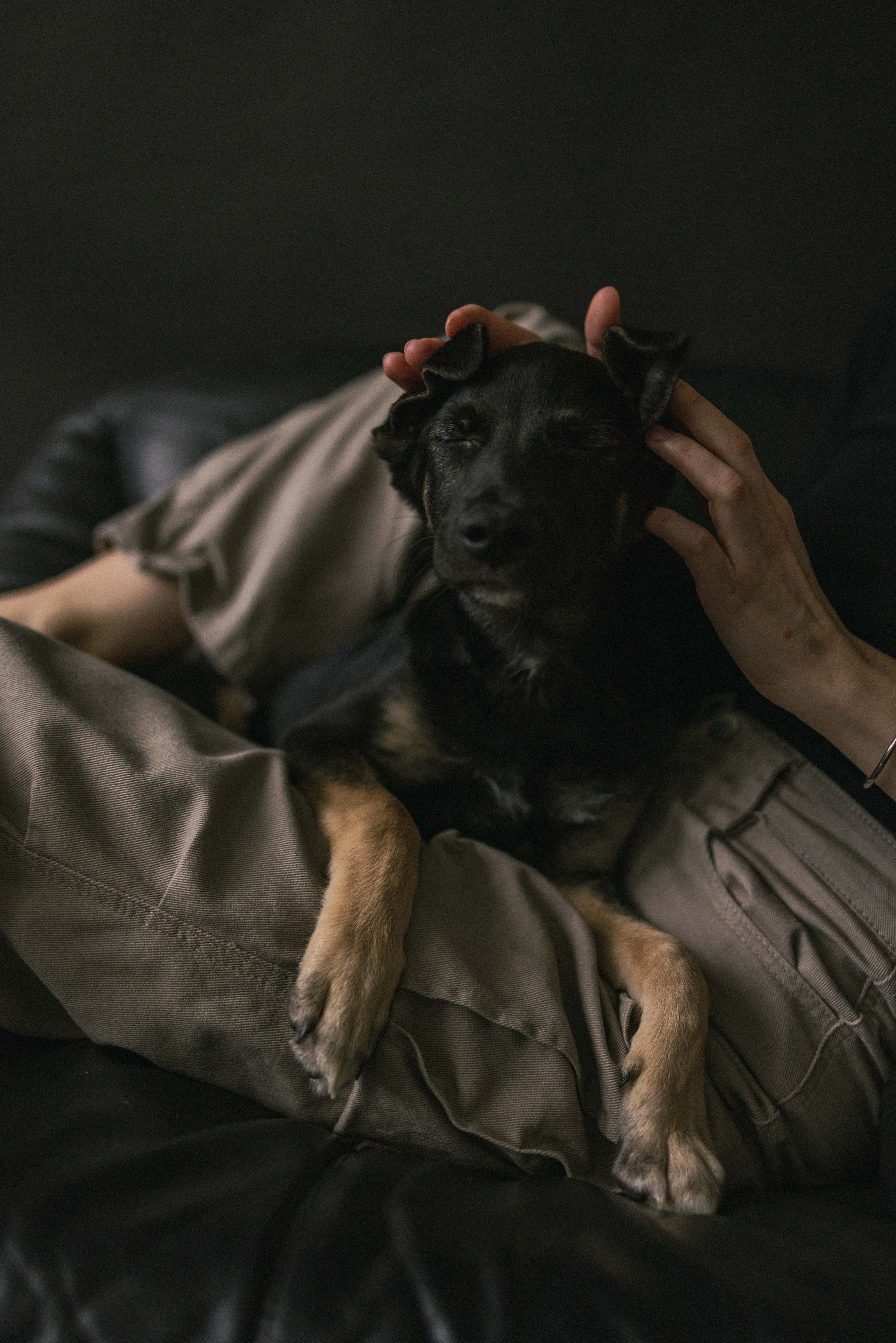 Крис и Тэдди. Фотограф-анималист в Москве Лера Черноног