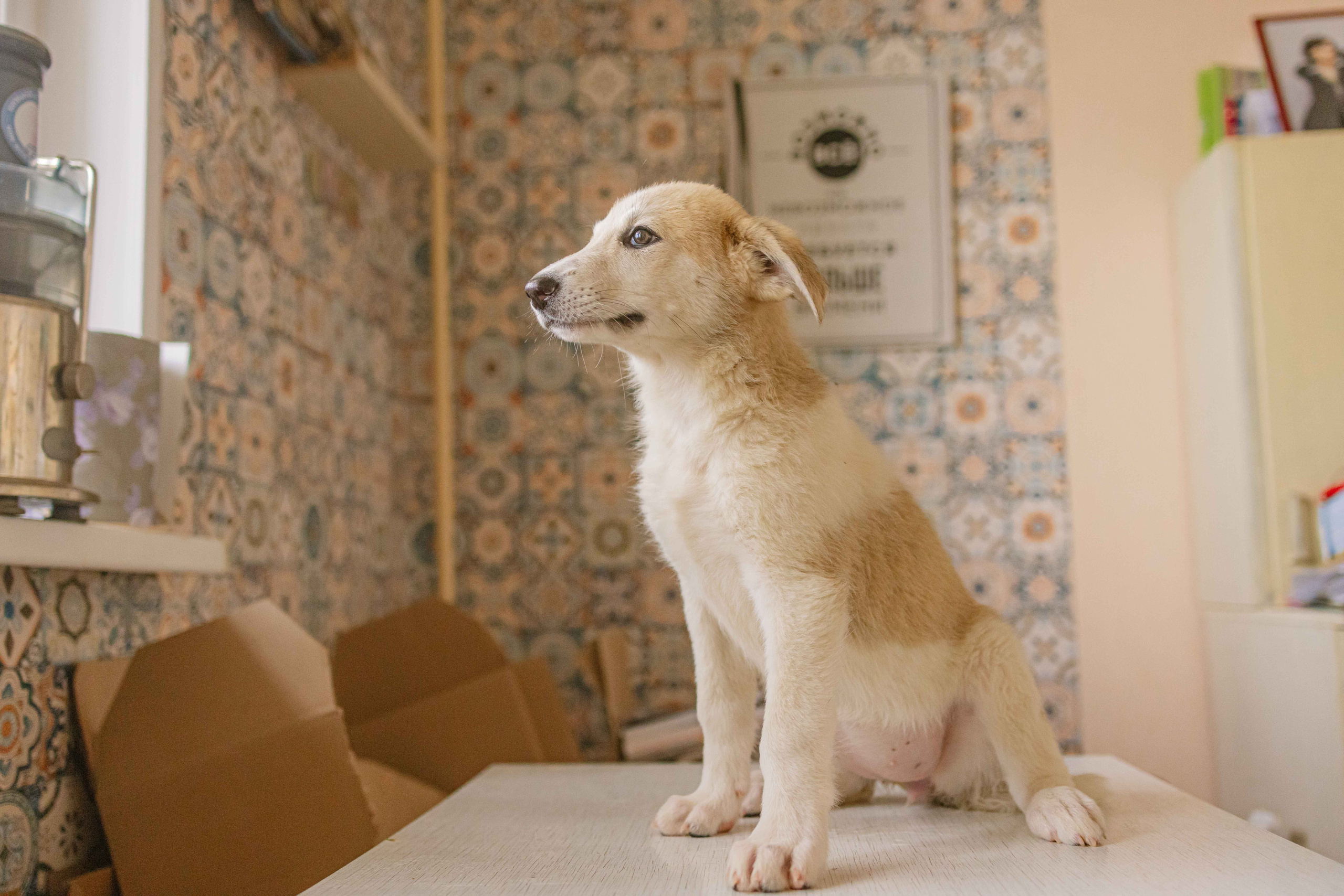Щеночки на кухне. Фотограф-анималист в Москве Лера Черноног