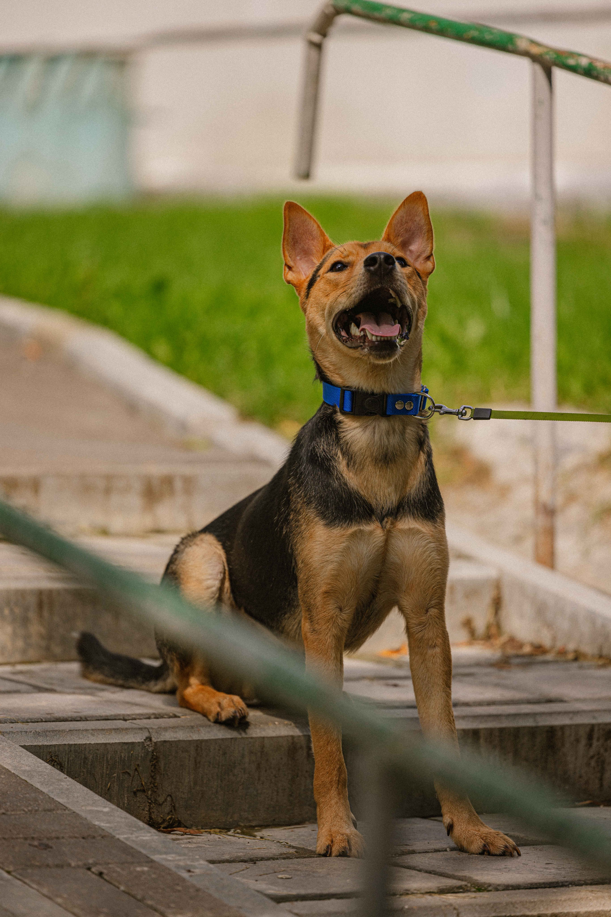 Джеки. Фотограф-анималист в Москве Лера Черноног