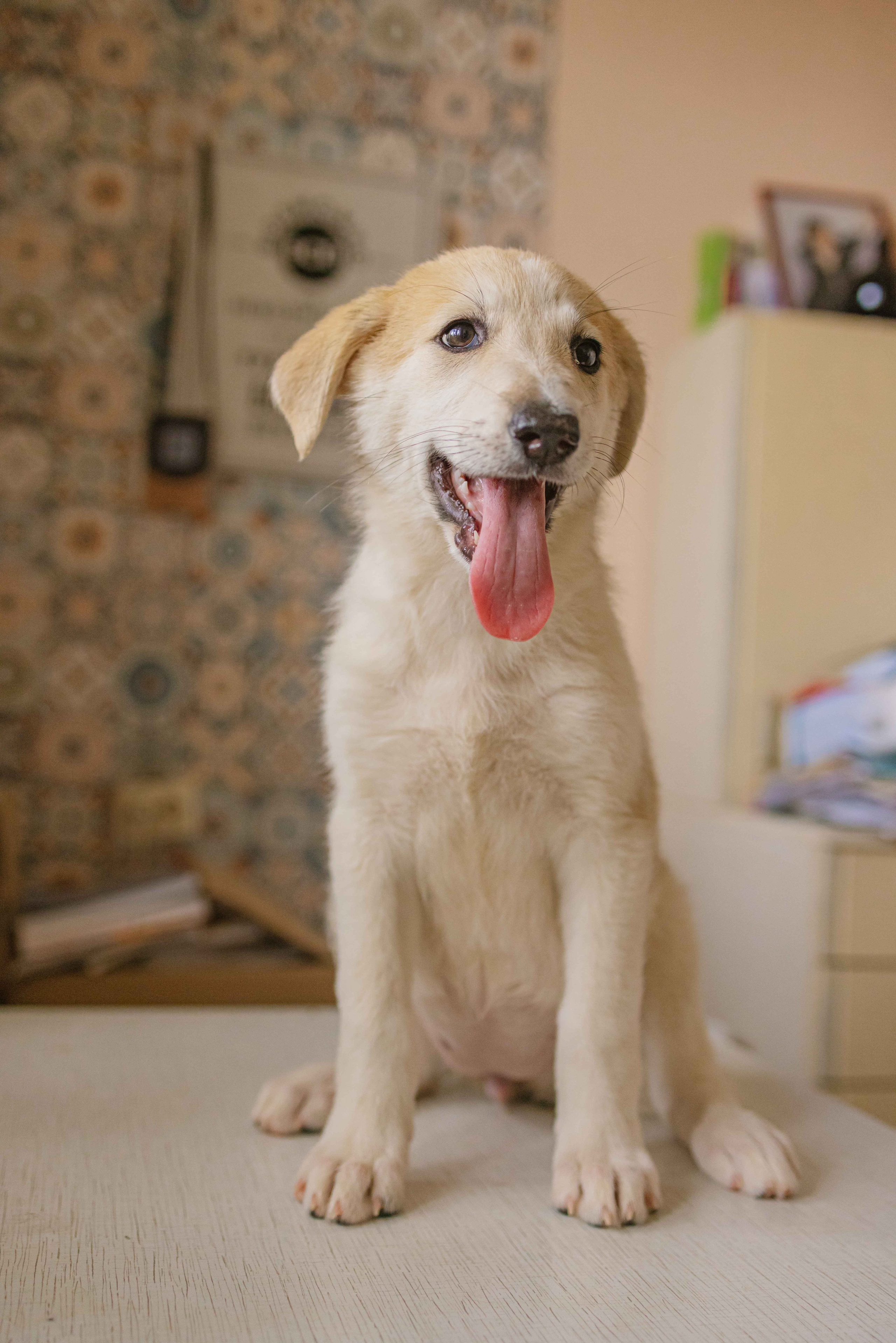 Щеночки на кухне. Фотограф-анималист в Москве Лера Черноног