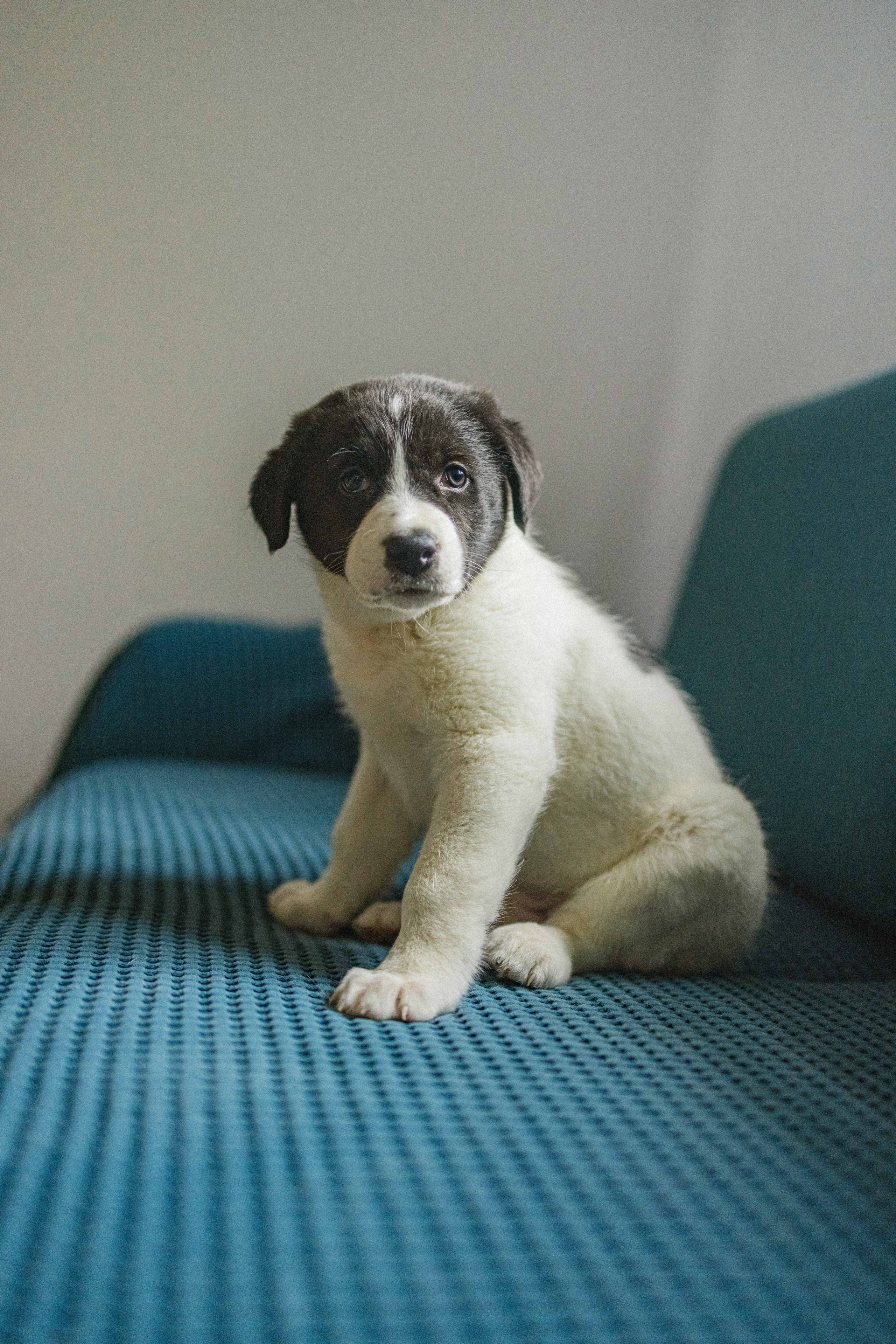 Щеночки. Фотограф-анималист в Москве Лера Черноног