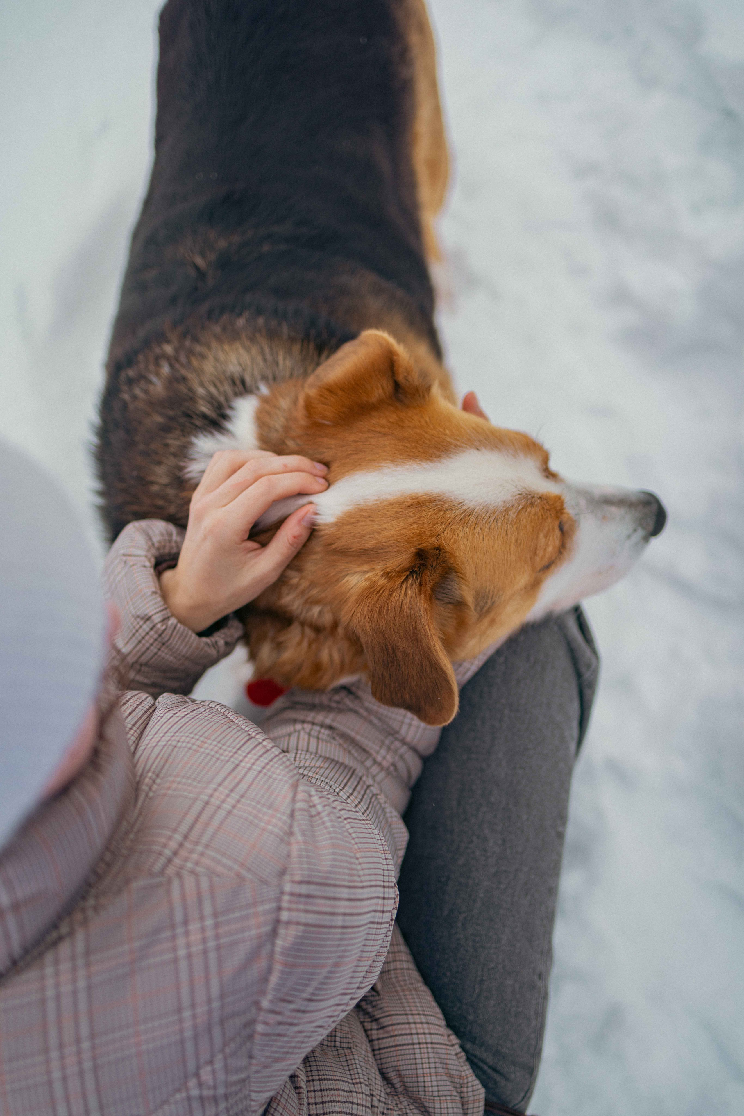 Петя. Фотограф-анималист в Москве Лера Черноног