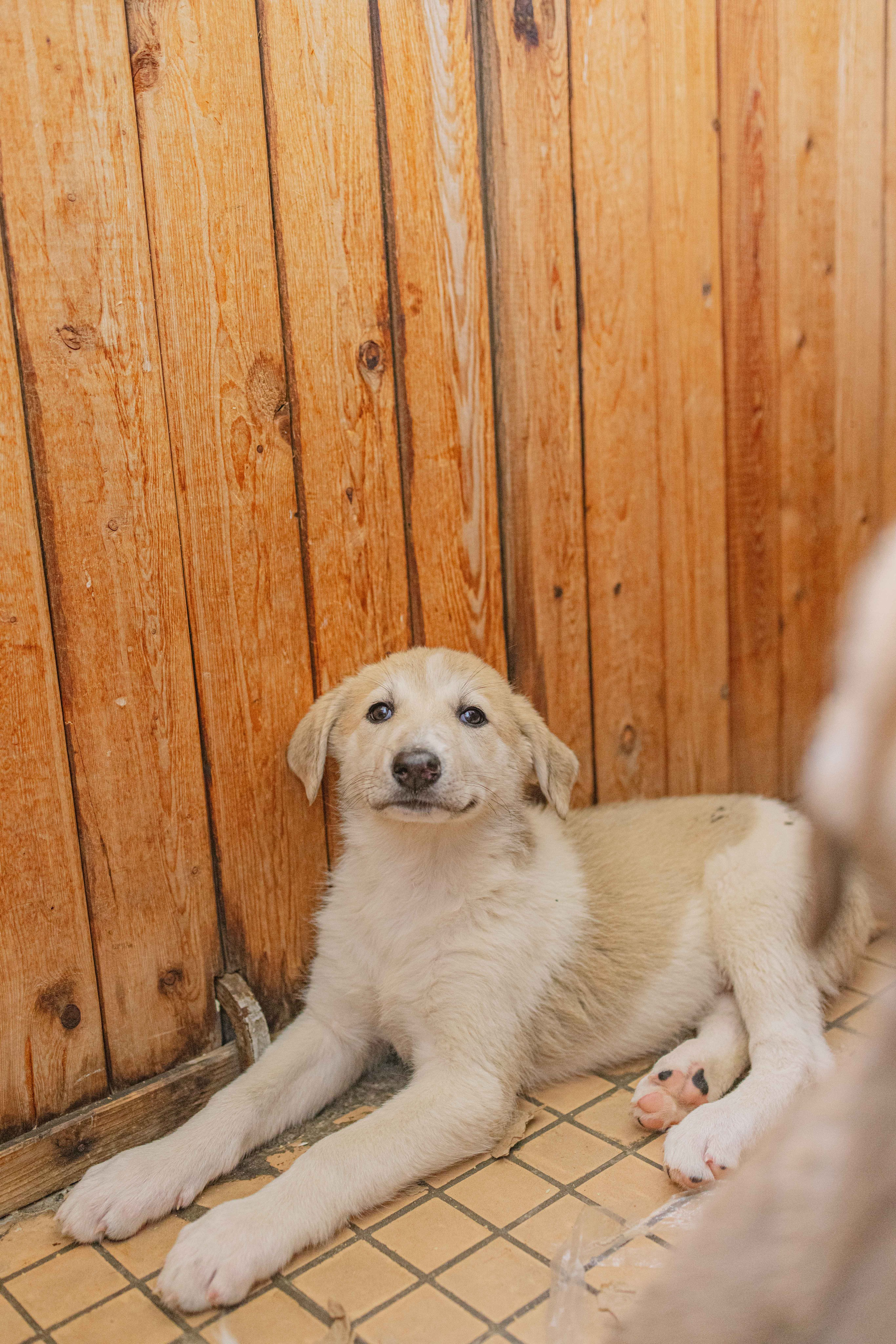 Щеночки на кухне. Фотограф-анималист в Москве Лера Черноног
