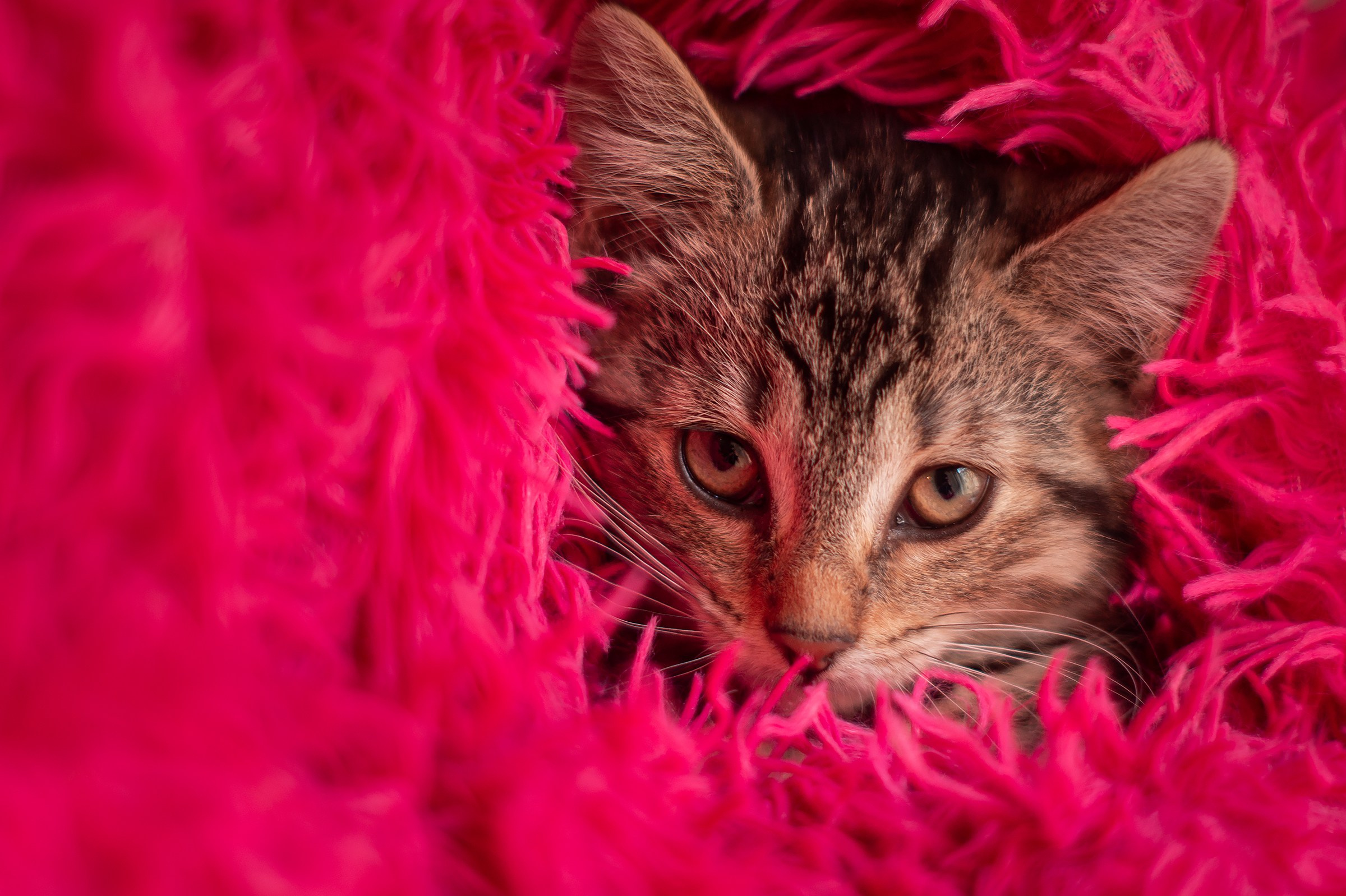 Съемки животных. Фотограф в Санкт-Петербурге и ЛО Егор Ставер