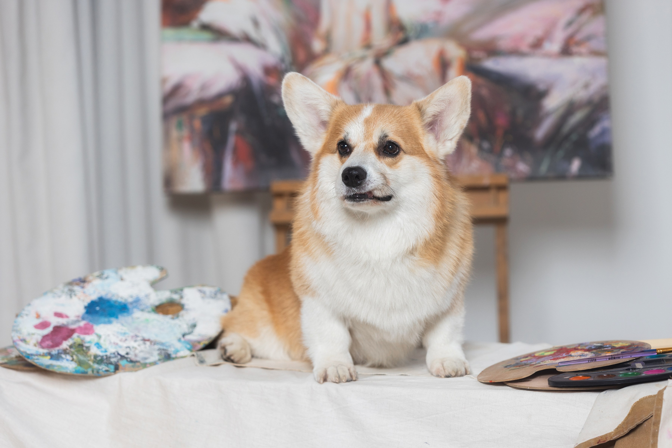 Собаки и не только. Фотограф Алена Звездина