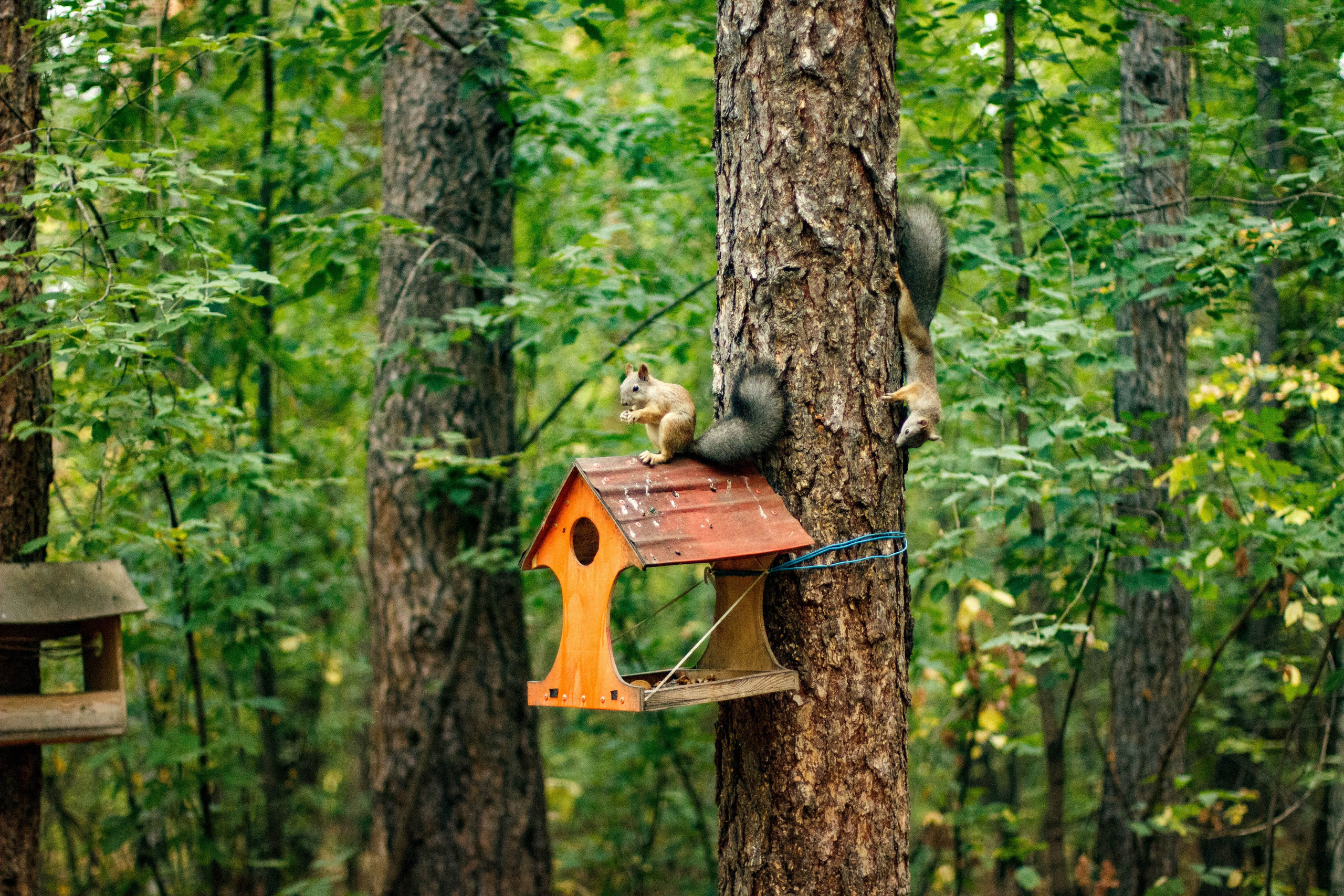 Белки / Squirrels. Фотограф Андрей Гузеев