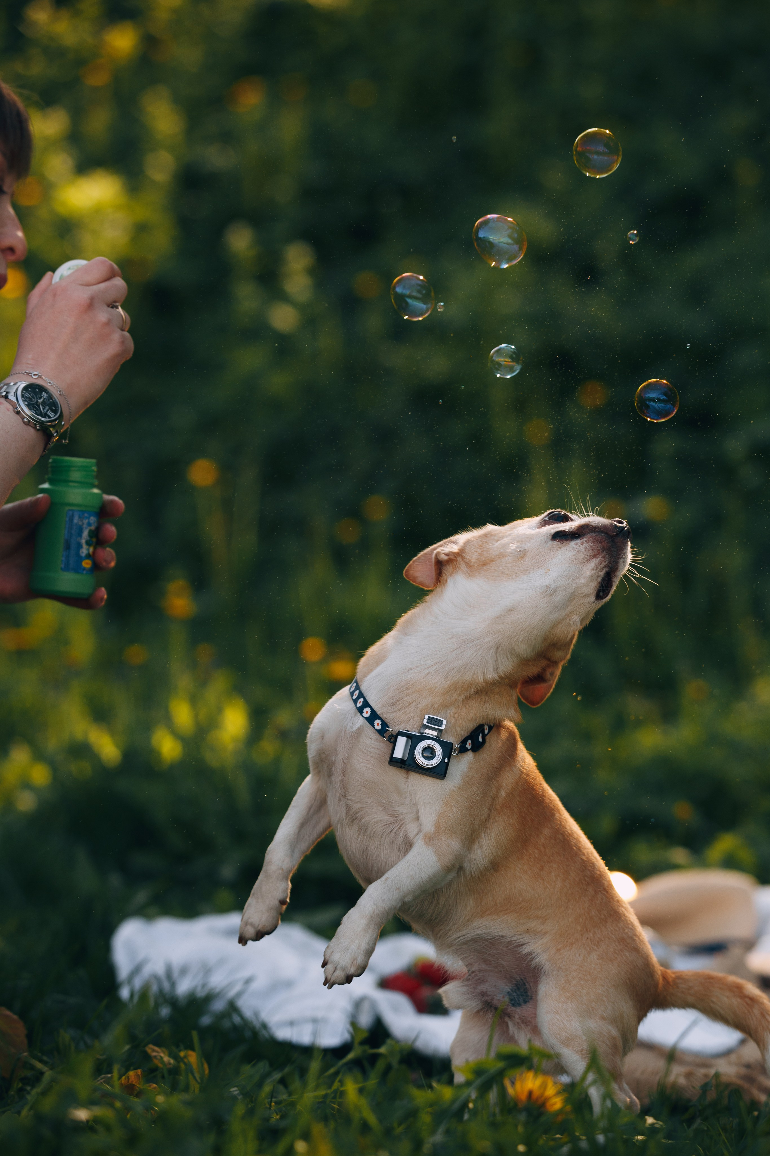 Оля, Патрик, Мейли и Джонни. Фотограф анималист Кристина Карпова, Москва